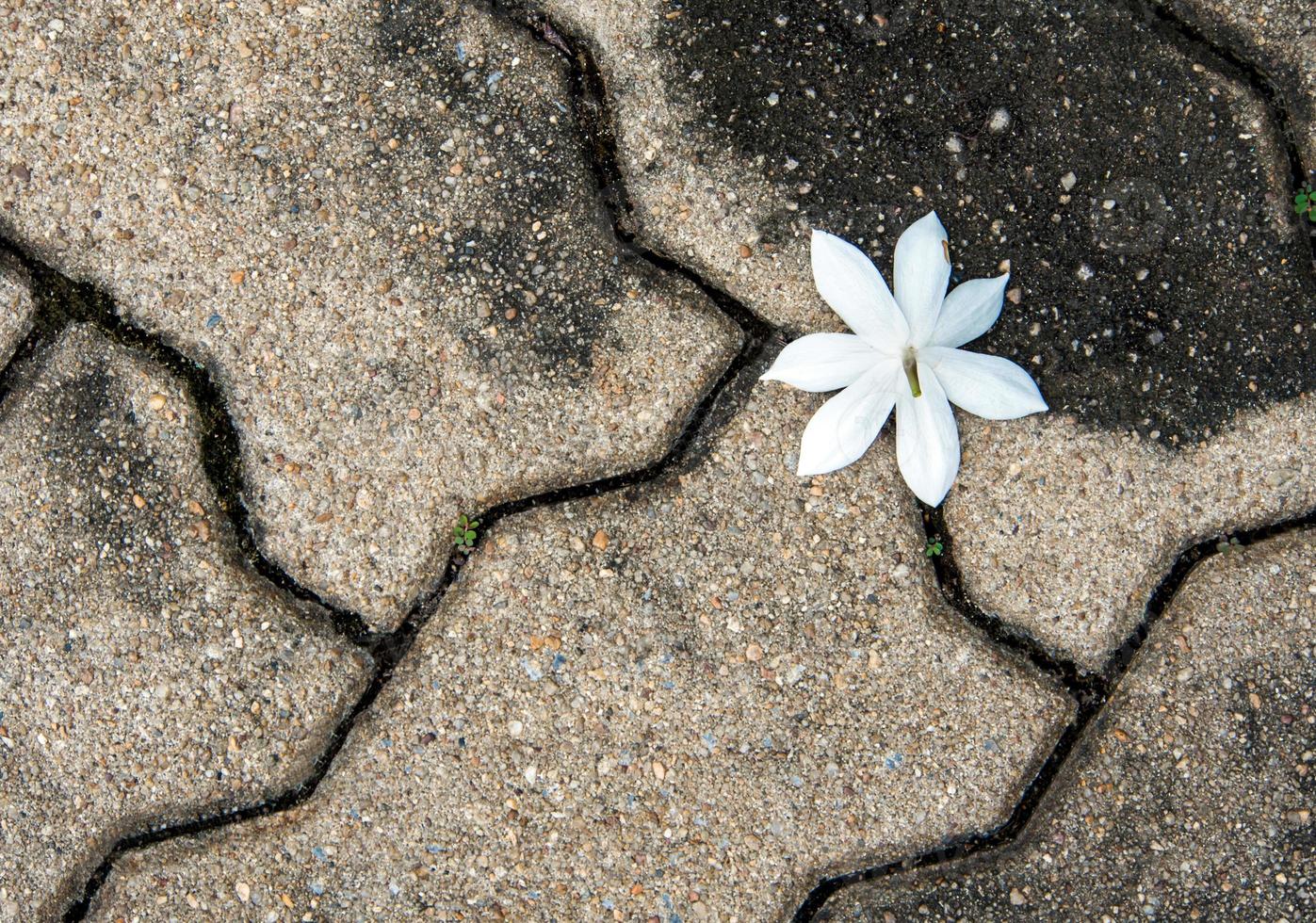 witte bloem op het oppervlak van zware buitentegels; foto