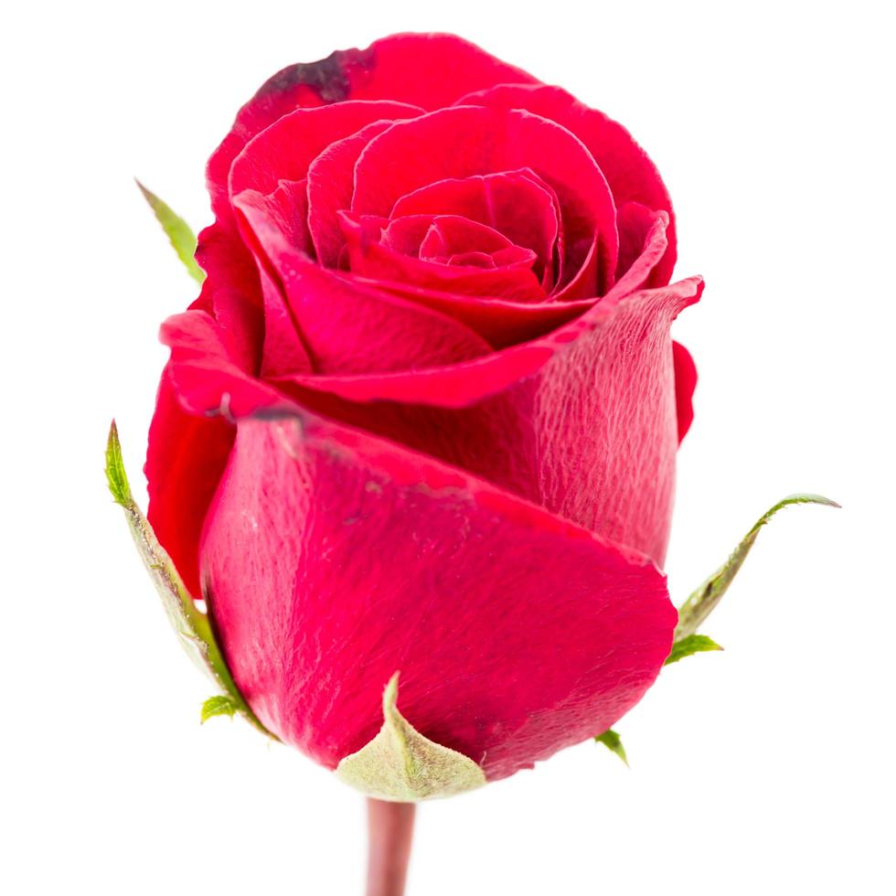 close-up rode roos geïsoleerd op witte achtergrond foto