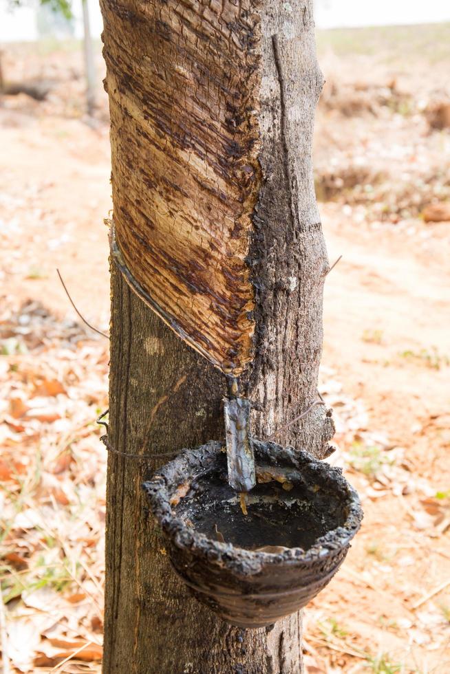 oude rubberboomboerderij in thailand als bron van natuurlijk rubber foto