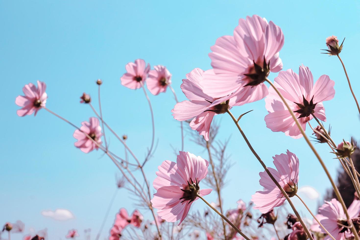 lage hoekmening van roze pastel bloeiende planten tegen blauwe lucht, selectieve focus foto