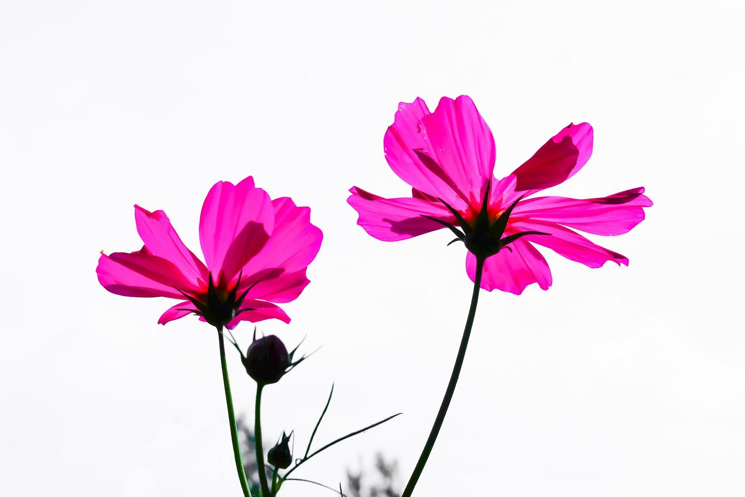 roze kosmos bloem mooie bloeiende geïsoleerd op een witte achtergrond, kopieer ruimte foto