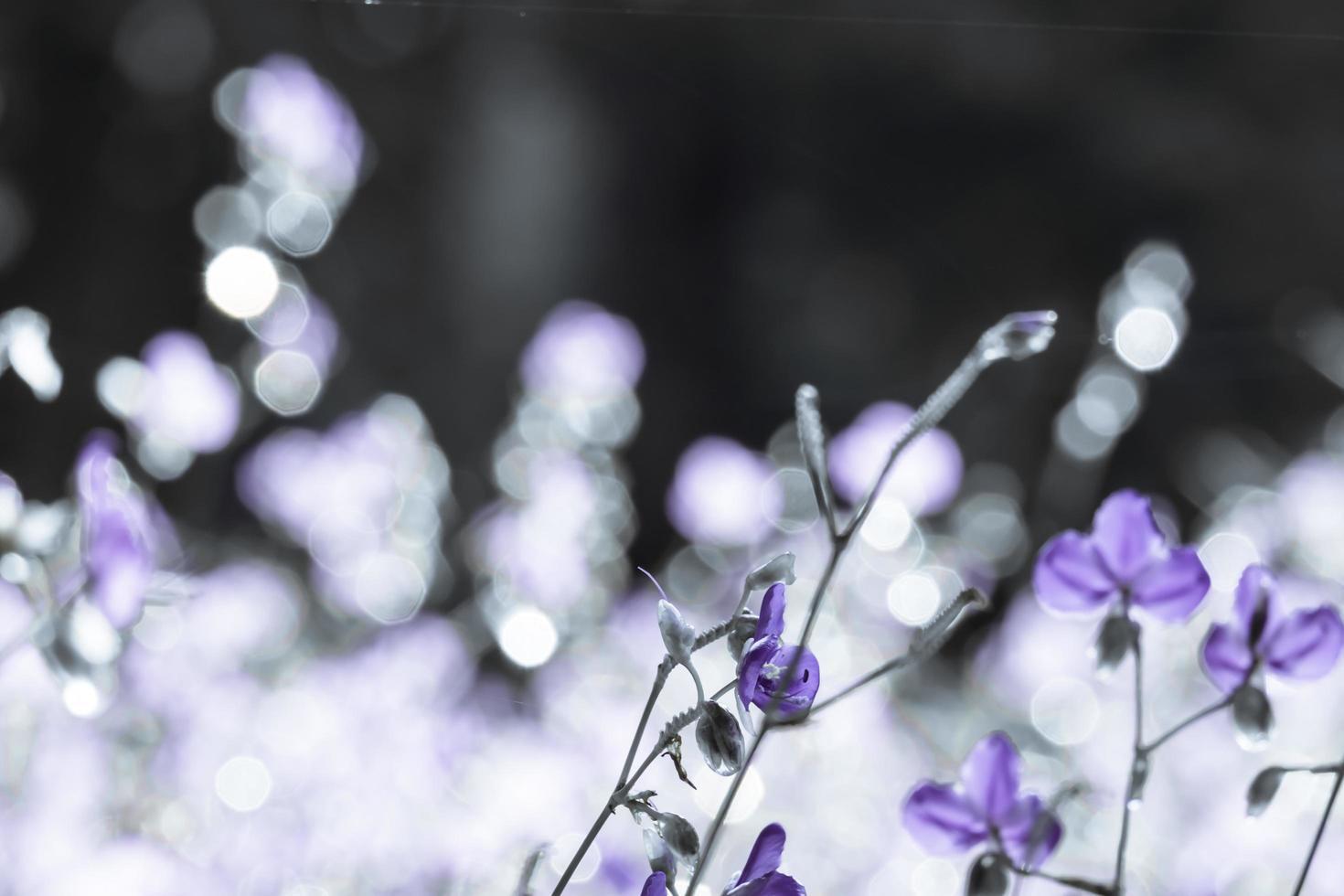 wazig, paarse bloem bloesem op veld. mooie groei en bloemen op weide die 's ochtends bloeien, selectieve focus natuur op bokeh achtergrond, vintage stijl foto