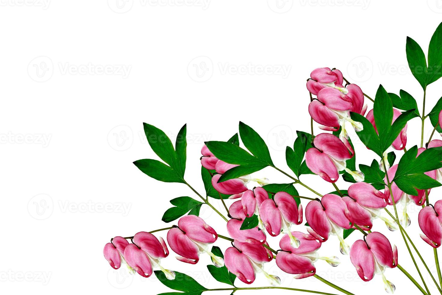 roze bloedend hart lamprocapnos spectabilis bloemen op witte achtergrond foto