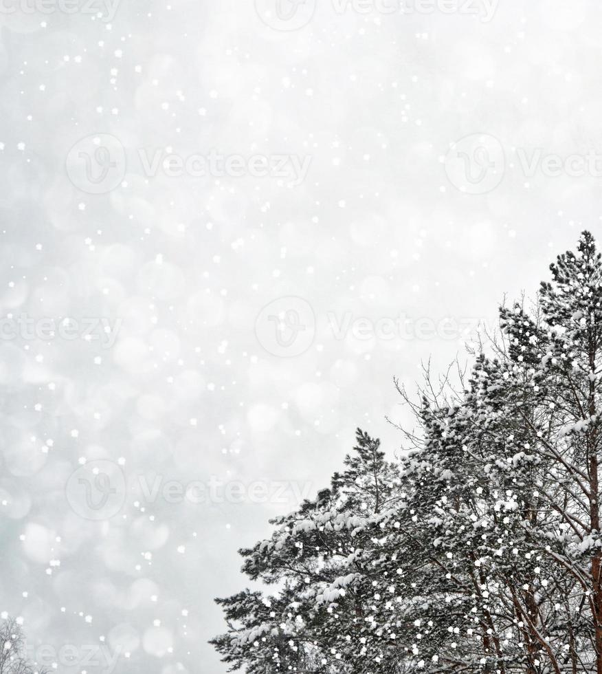 bevroren winterbos met besneeuwde bomen. foto