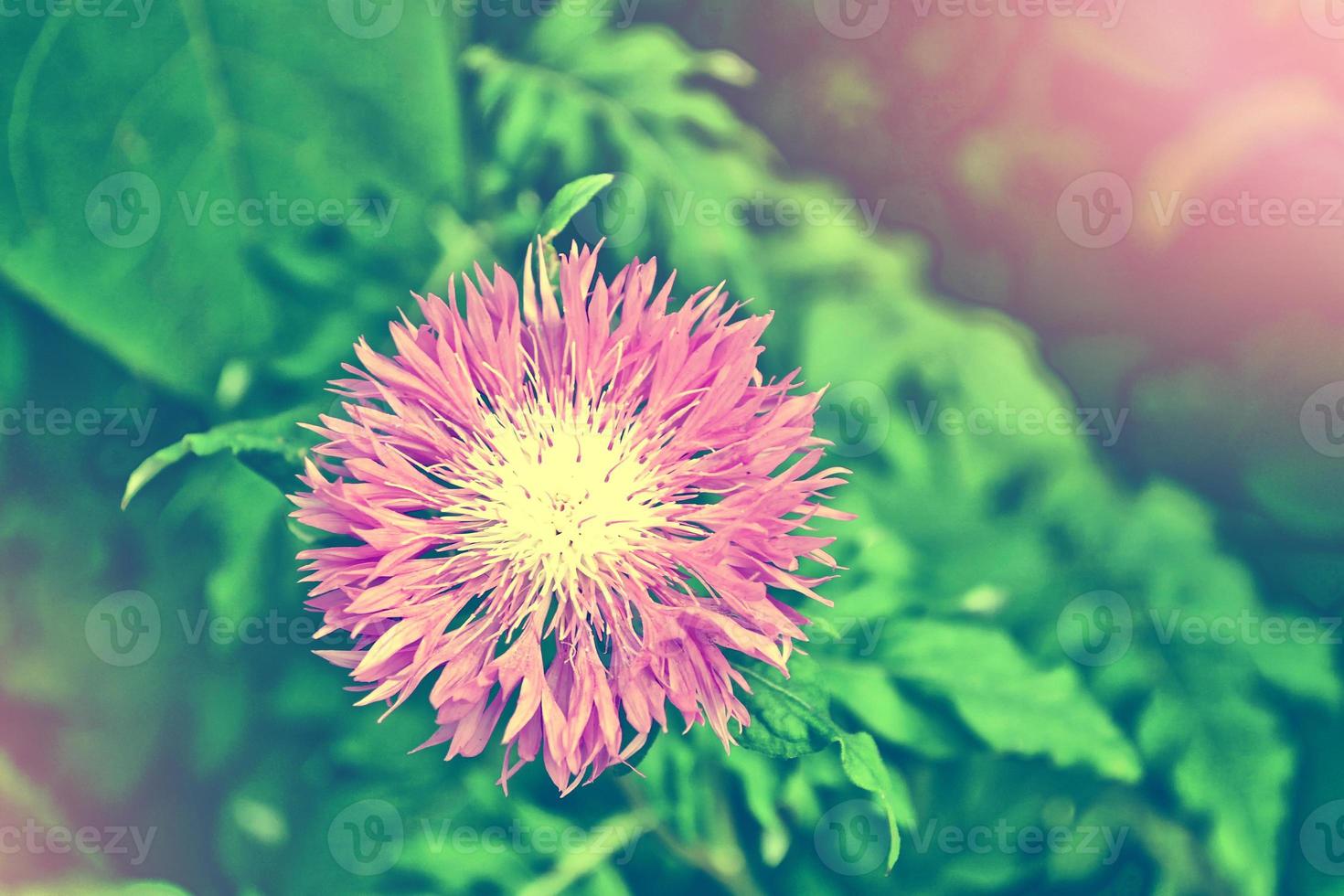 heldere en kleurrijke bloemen korenbloemen op achtergrond zomer landschap. foto