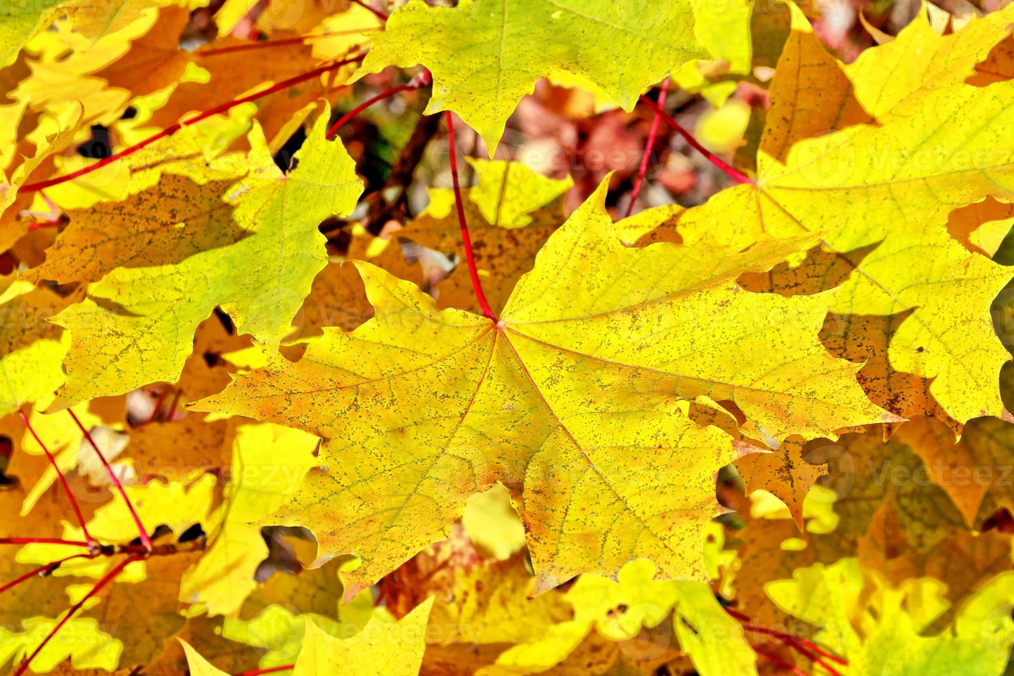 herfstlandschap met helder kleurrijk gebladerte. nazomer. foto