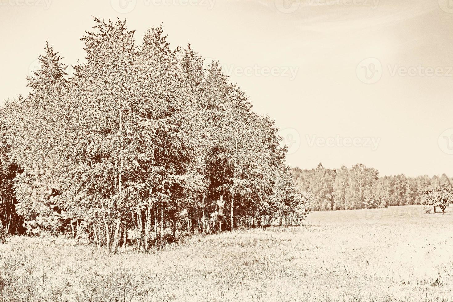 herfst landschap. bladeren. kleurrijke bomen. nazomer foto