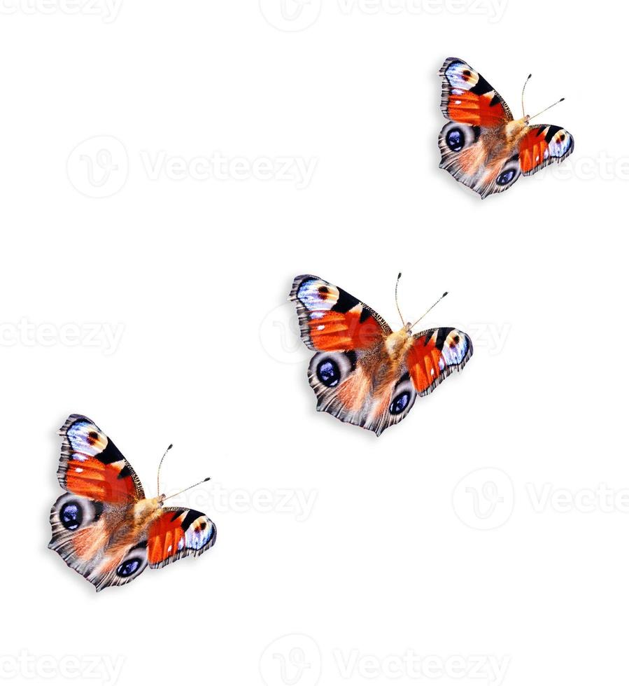 insecten zijn vlinders geïsoleerd op een witte achtergrond. foto