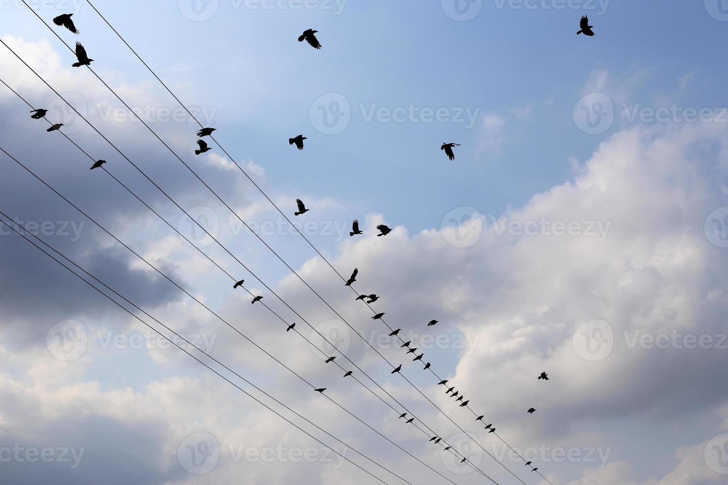 elektrische draden die een hoogspanningsstroom voeren. foto