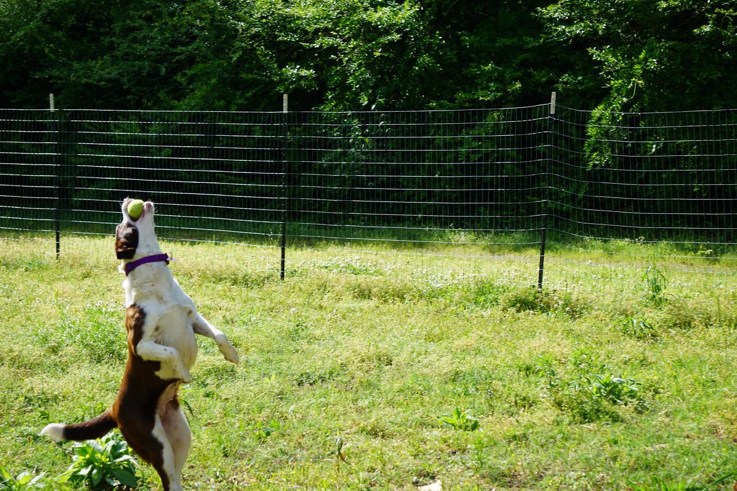 collie hond die tennisbal vangt foto