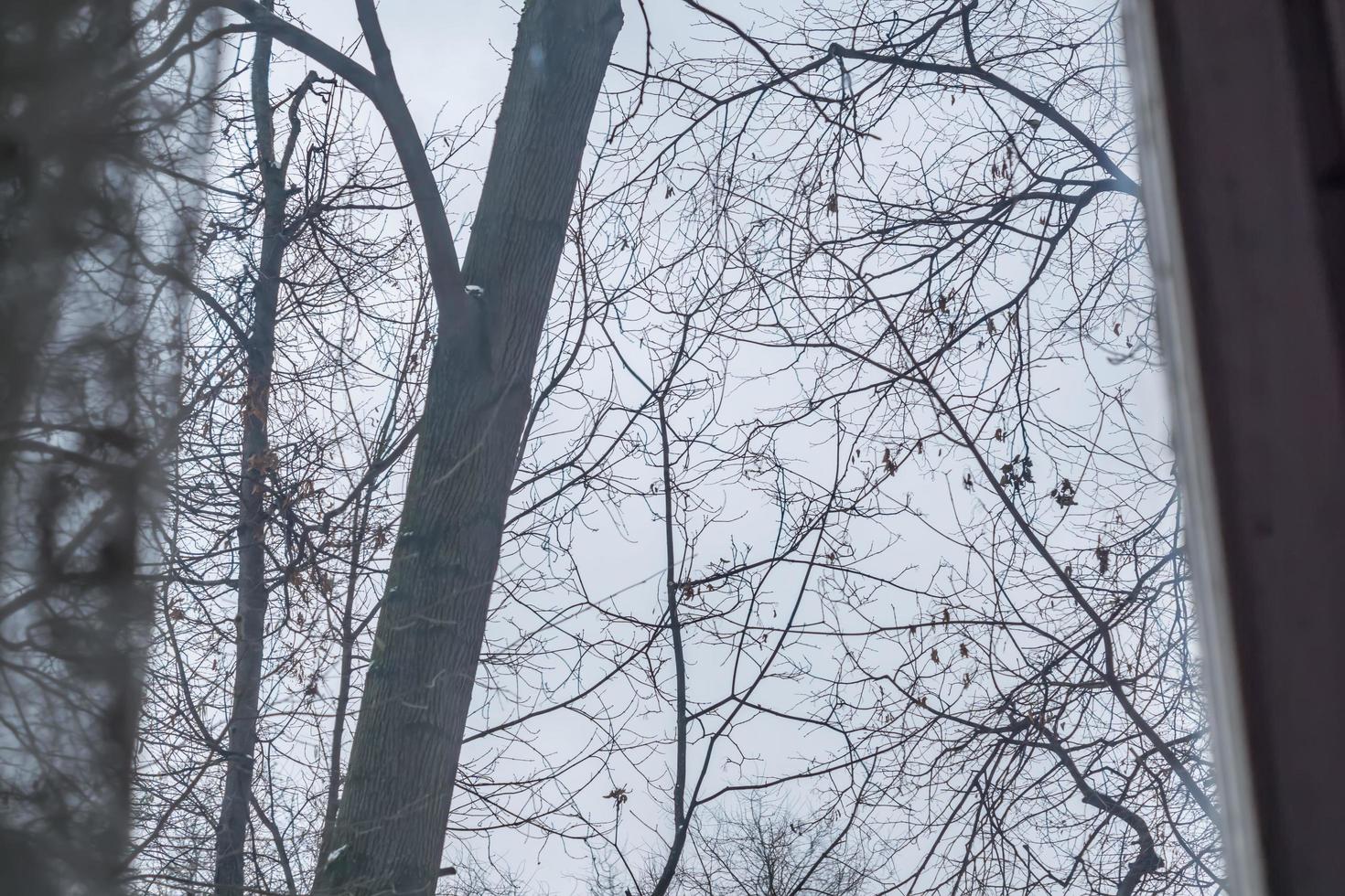 kijk door een oud houten raam op bomen zonder bladeren en een saaie winterlucht foto