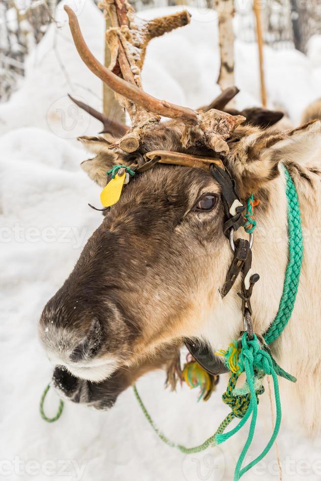 portret van herten in het winterbos foto