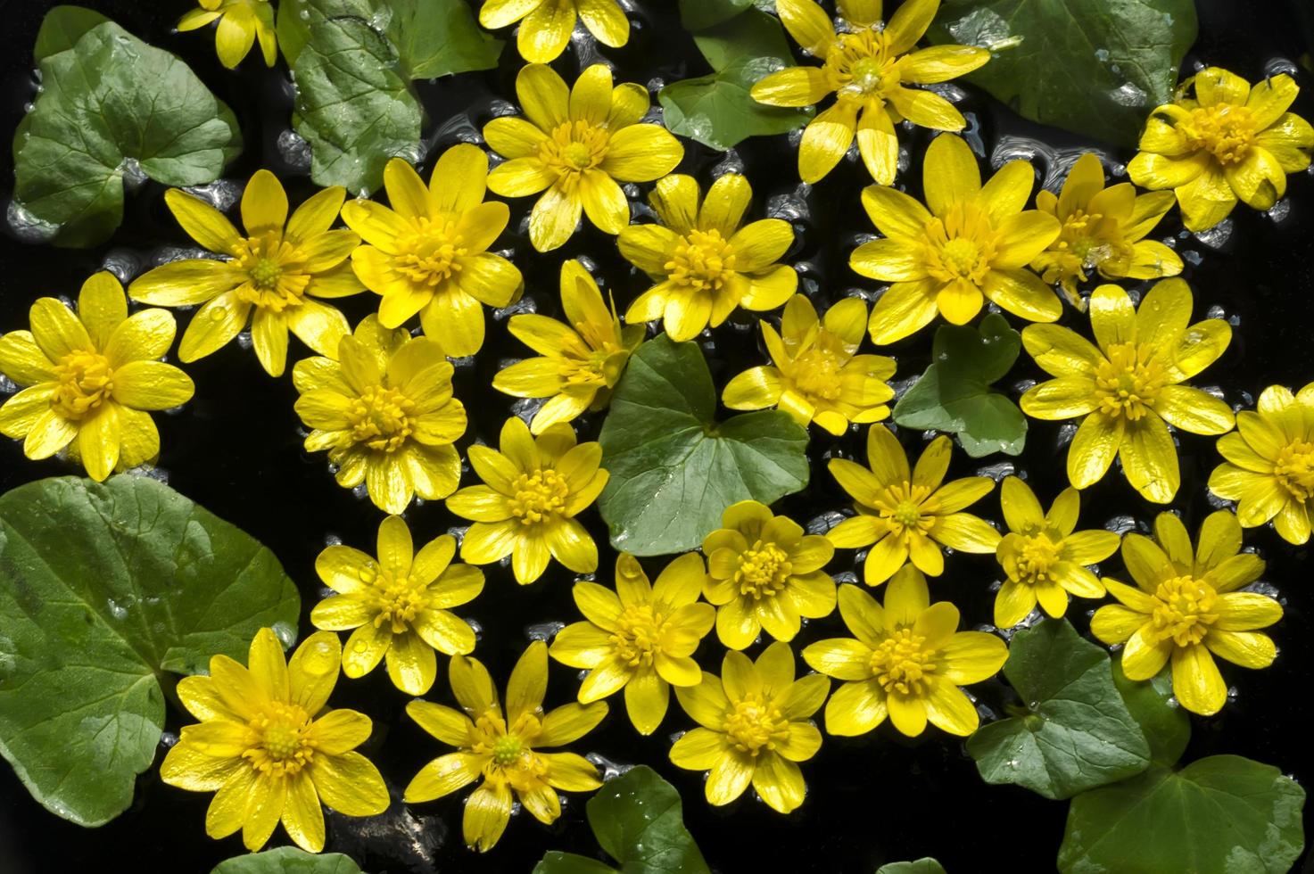 kleine gele bloemen met groene bladeren op het wateroppervlak foto