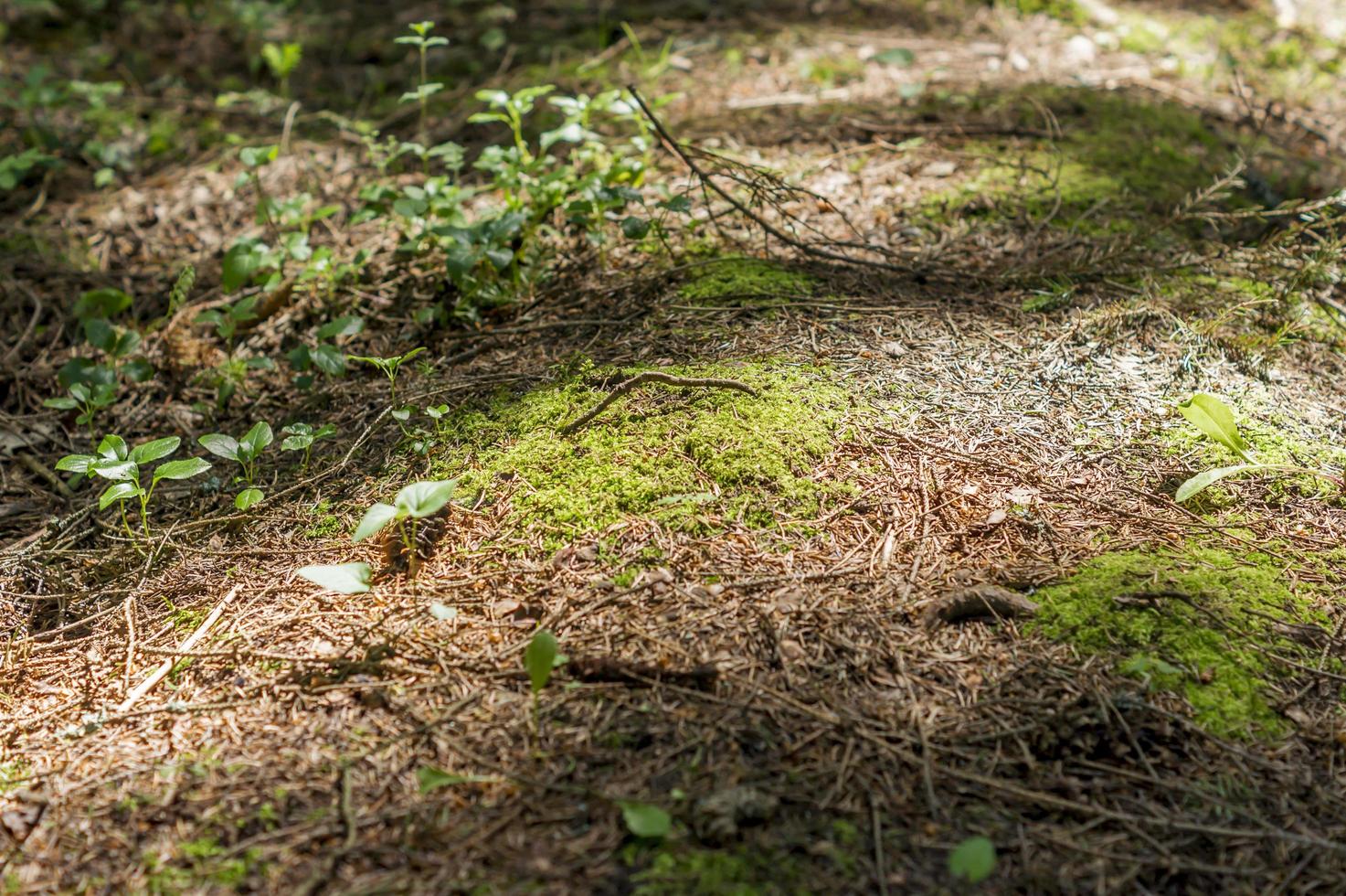 close-up van bosgrond met mos en jonge spruiten en dennennaalden onder de zonnestralen foto