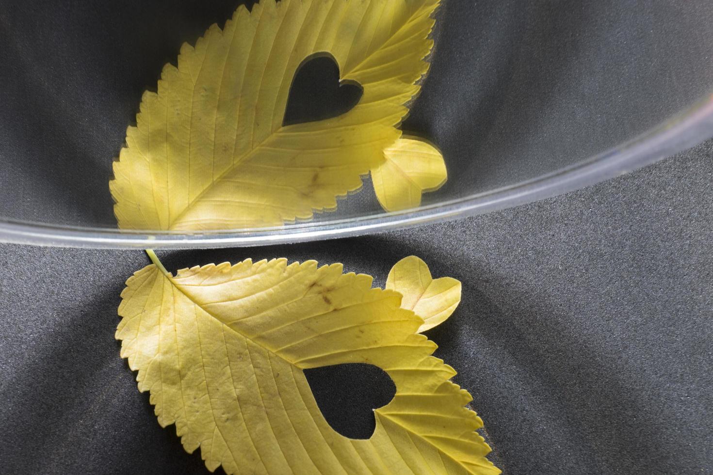 geel iepenblad met gesneden hart in spiegelreflectie op grijze achtergrond foto