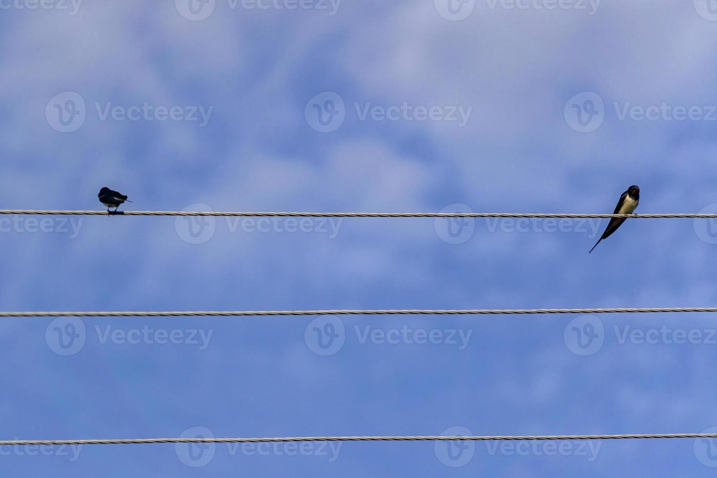 paar zwaluwen zittend op draden tegen blauwe hemel. foto