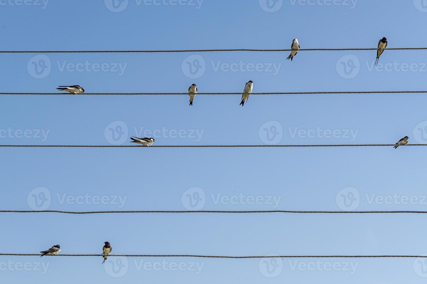 zwerm zwaluwen op draden foto