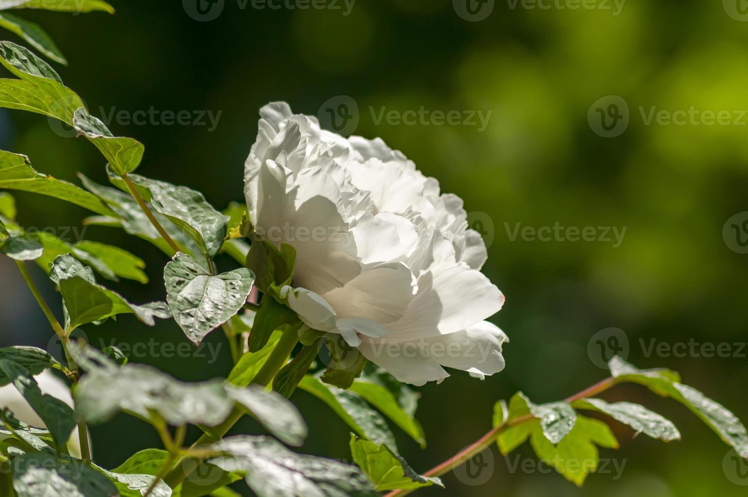 witte pioen op groene achtergrond foto