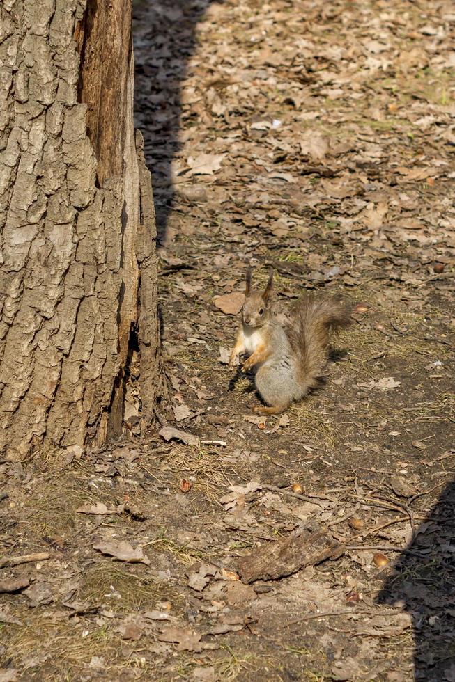 een eekhoorn staat klaar om in de boom te klimmen foto