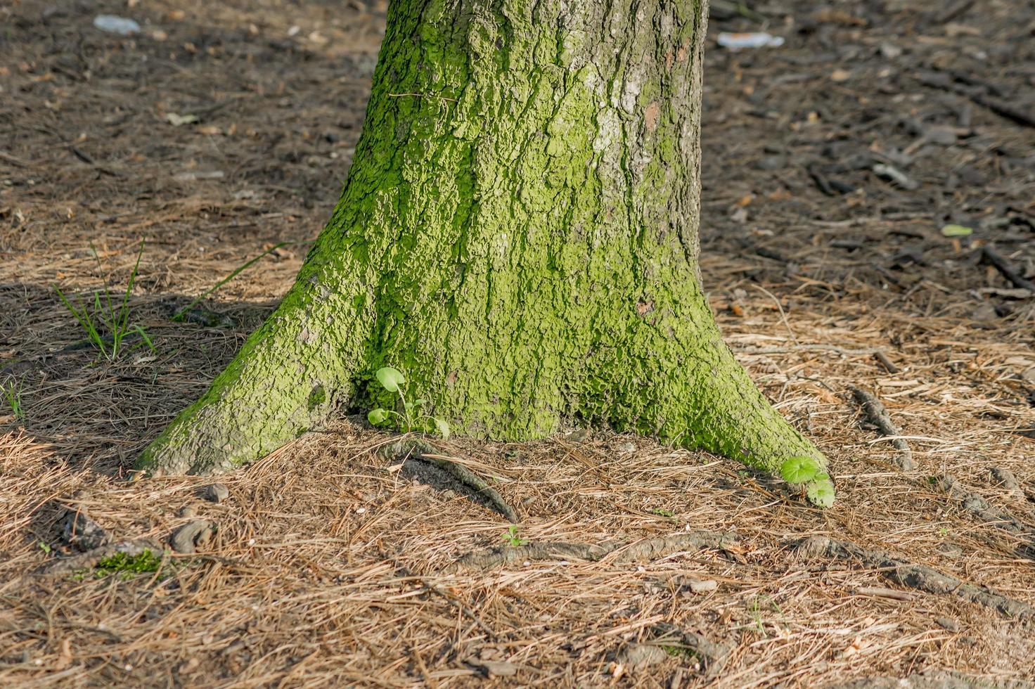 dennenboomstam in mos foto