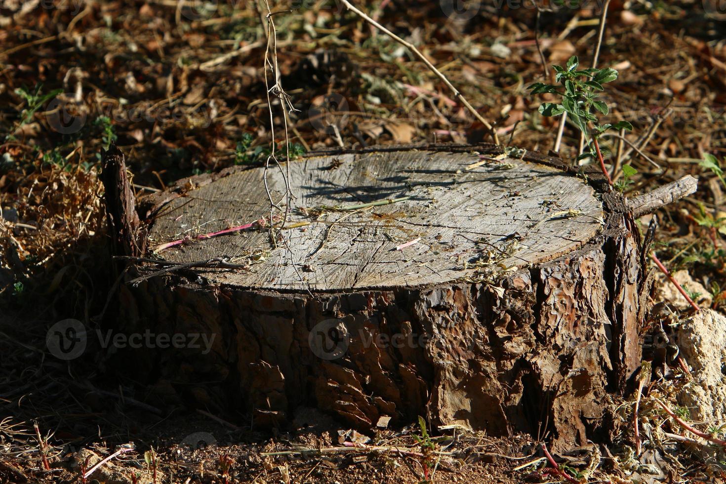 oude rotte stomp in het stadspark. foto