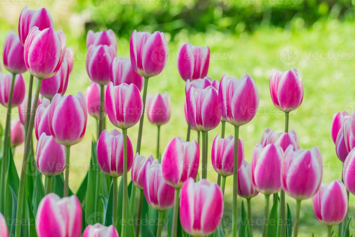 kleurrijke roze tulpen in de lentetuin, bloemenlandschap foto