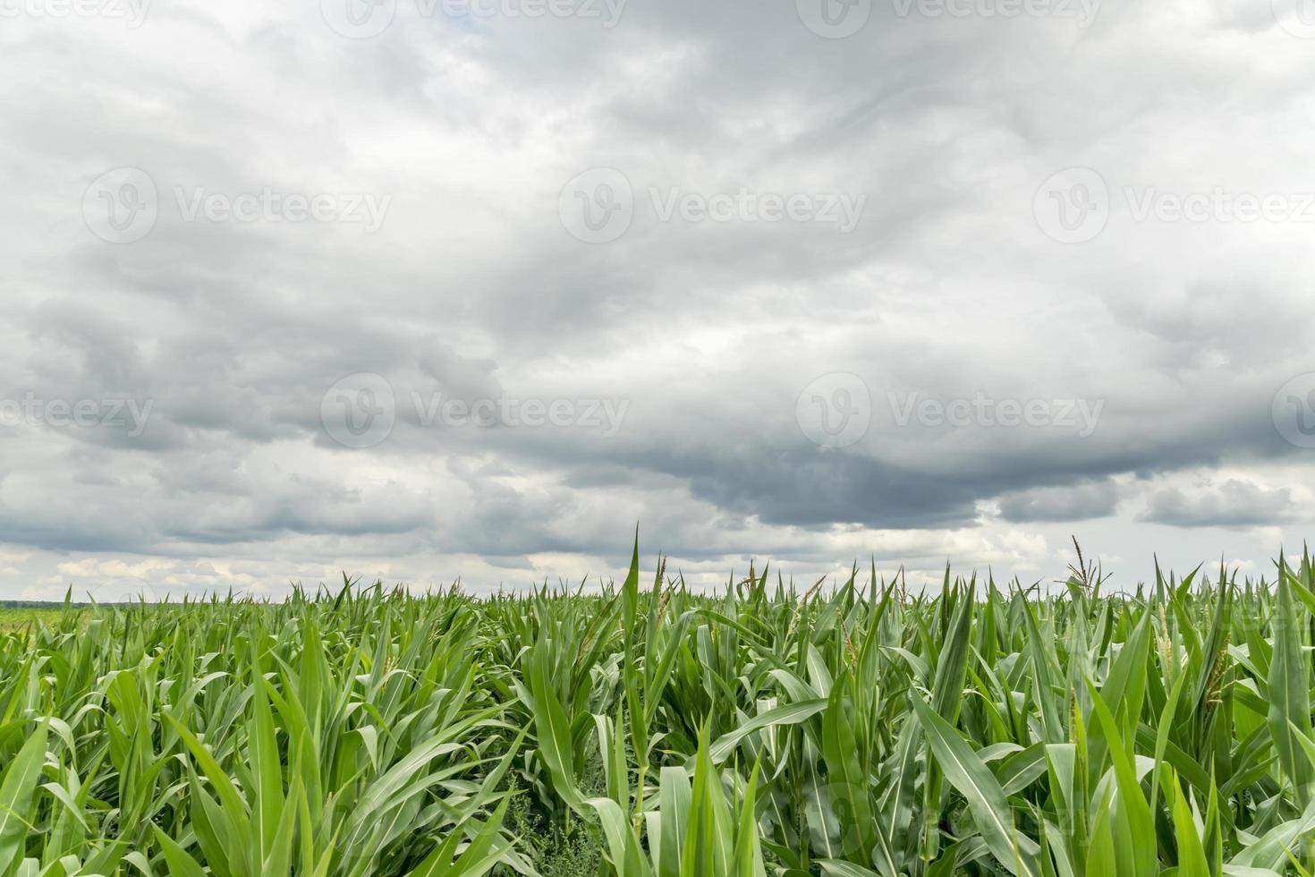 gebied van maïs foto