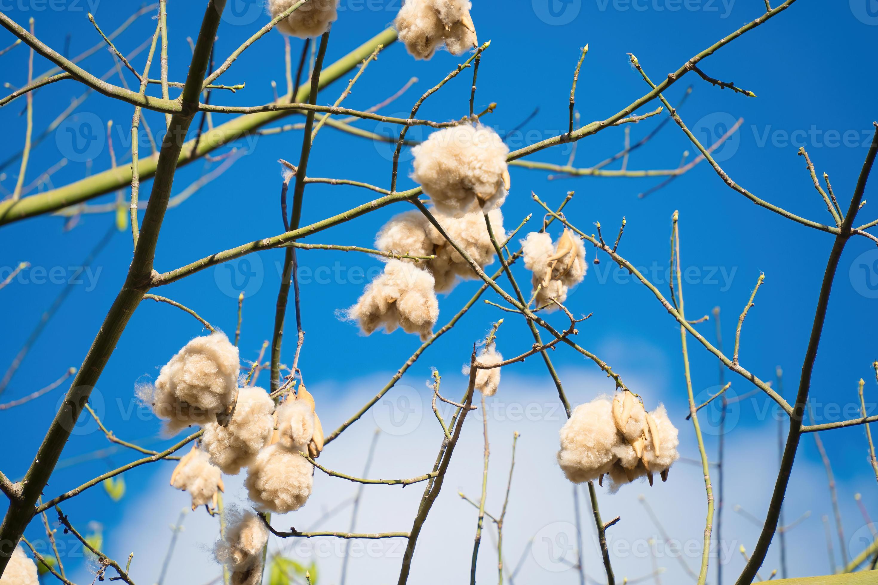 Moeras diefstal zaterdag witte zijde katoenboom ceiba pentandra, kapuk randu javanese, de  overblijvende vrucht kan worden gebruikt om matrassen en kussens te maken.  10040407 Stockfoto