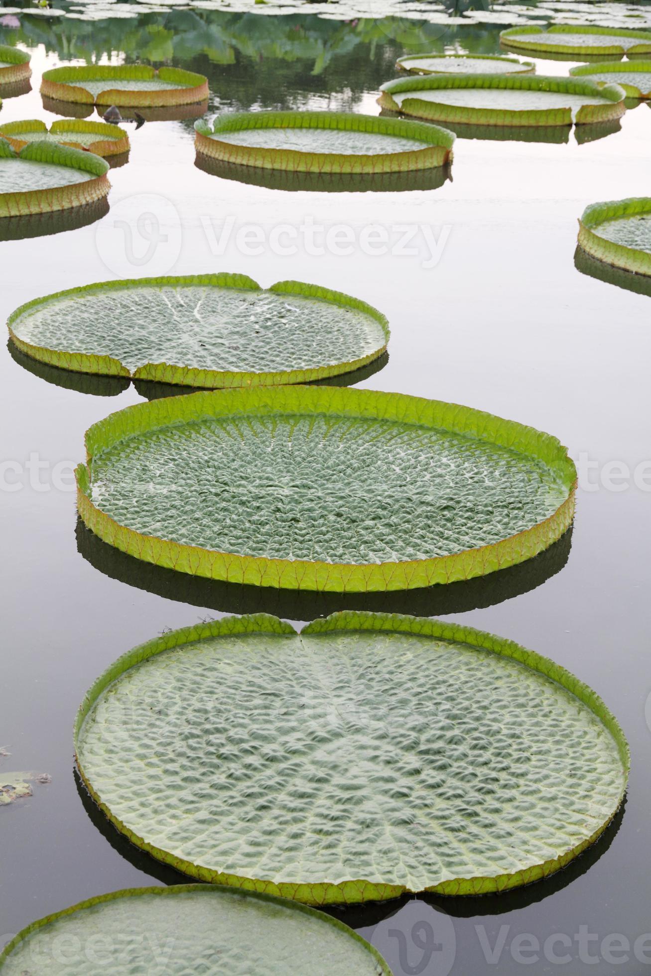 gigantische victoria lotusplant in water foto