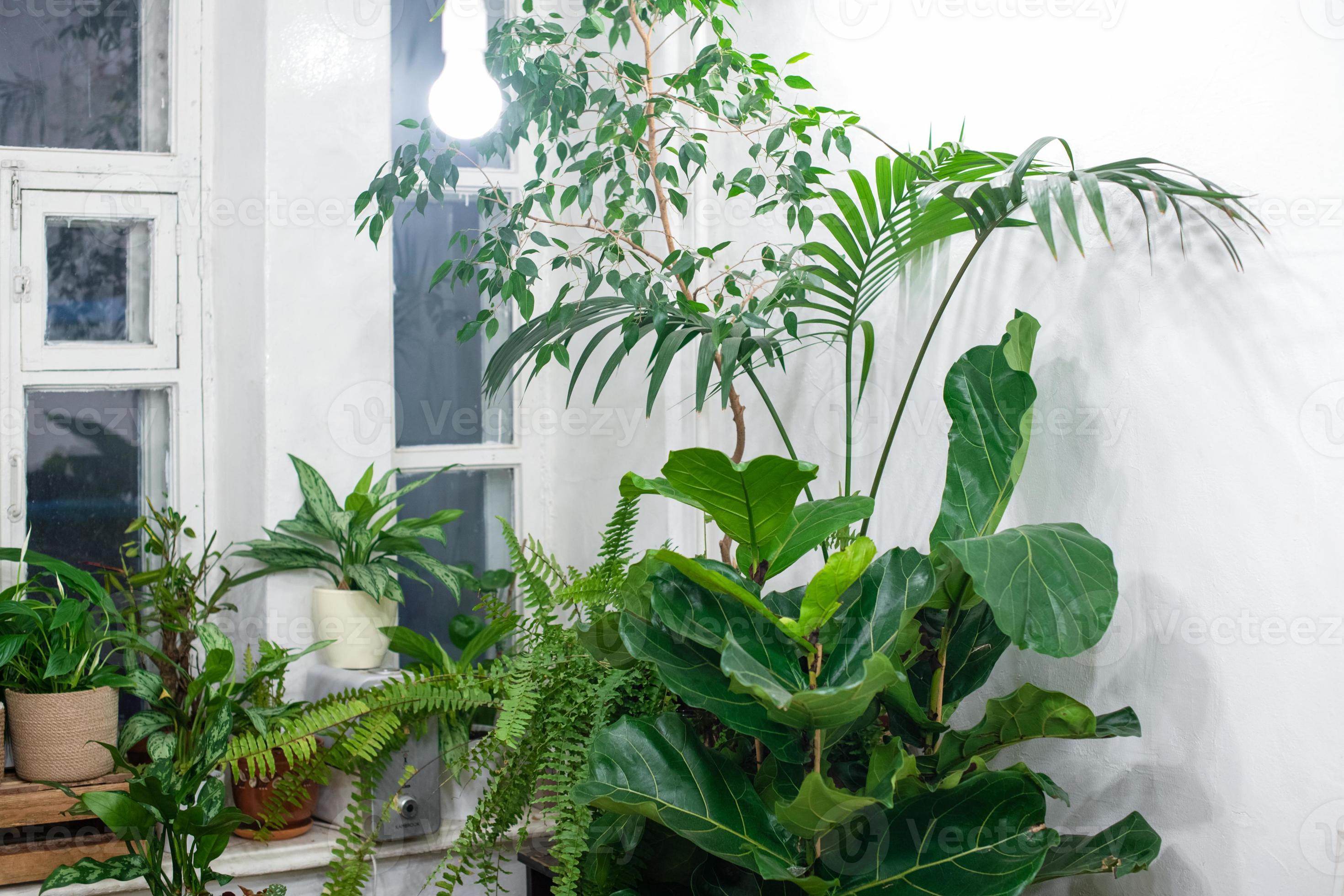 Artiest knijpen Ambassade kamerplanten in een stijlvol interieur van een kamer thuis in potten. het  concept van thuis tuinieren. gezellige inrichting voor een huis met een  thuisjungle. groene tuin. 11998849 Stockfoto