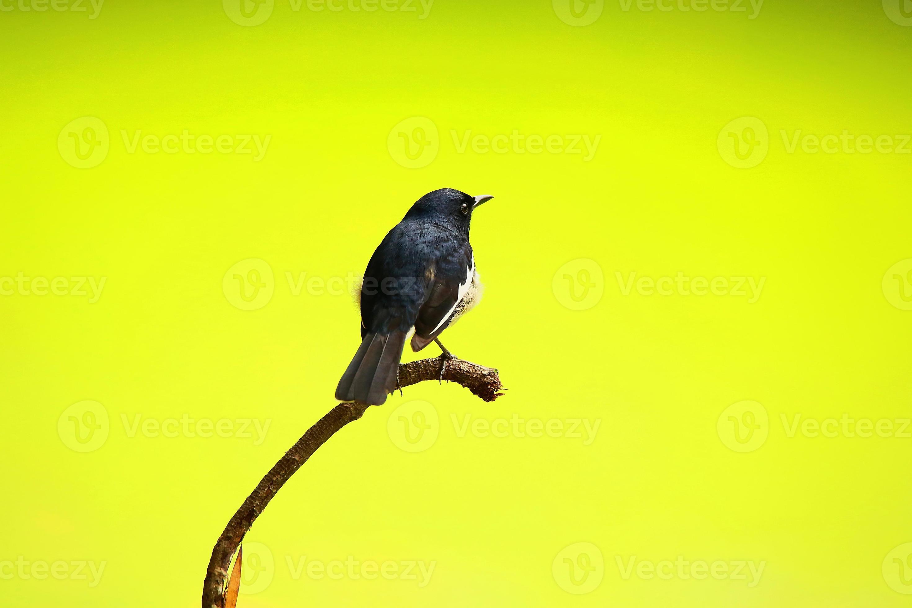mannelijke oosterse ekster Robin staande op boom foto