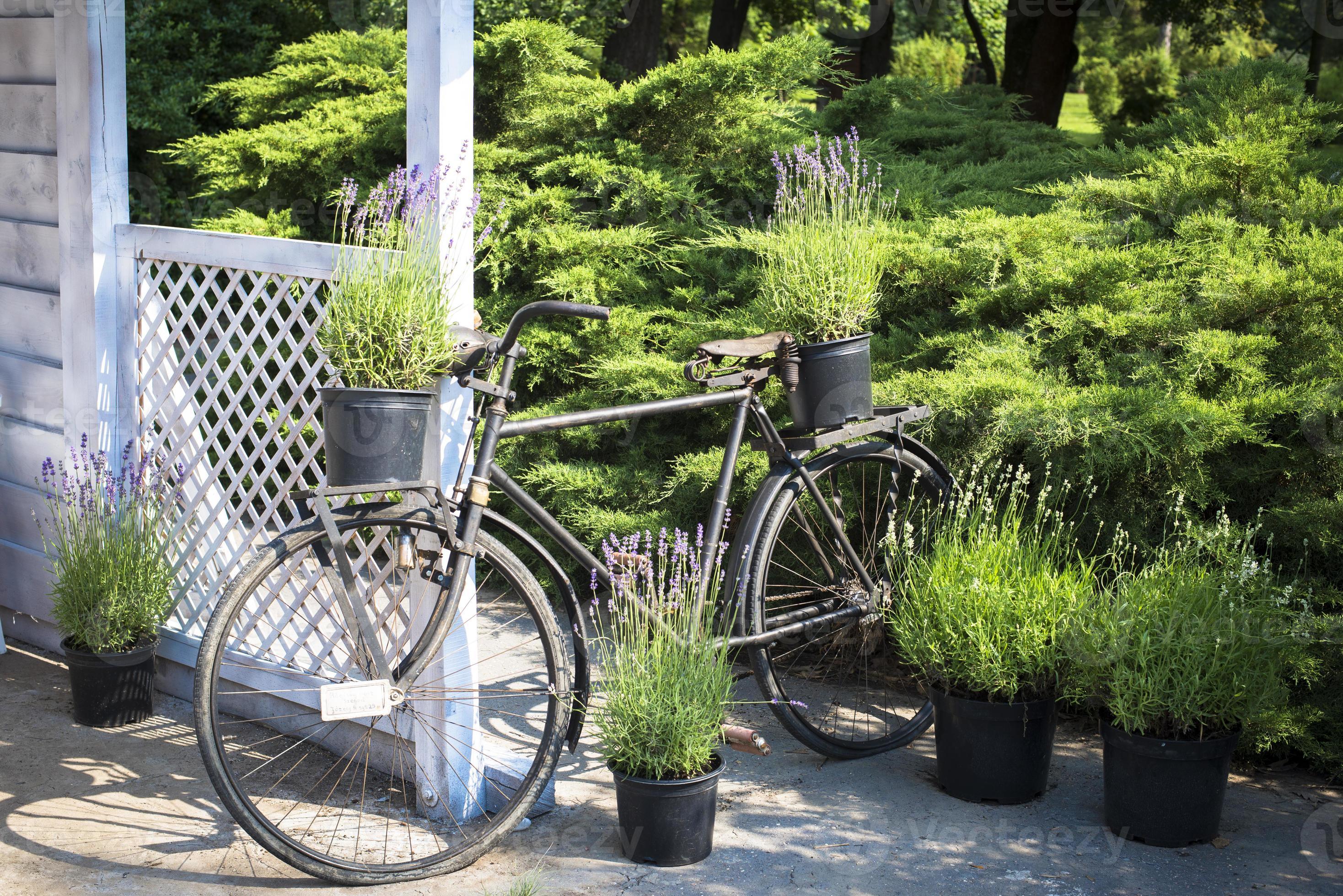commentator Verslaving vroegrijp retro fiets versierd met lavendel door tuinhuis 1342374 Stockfoto