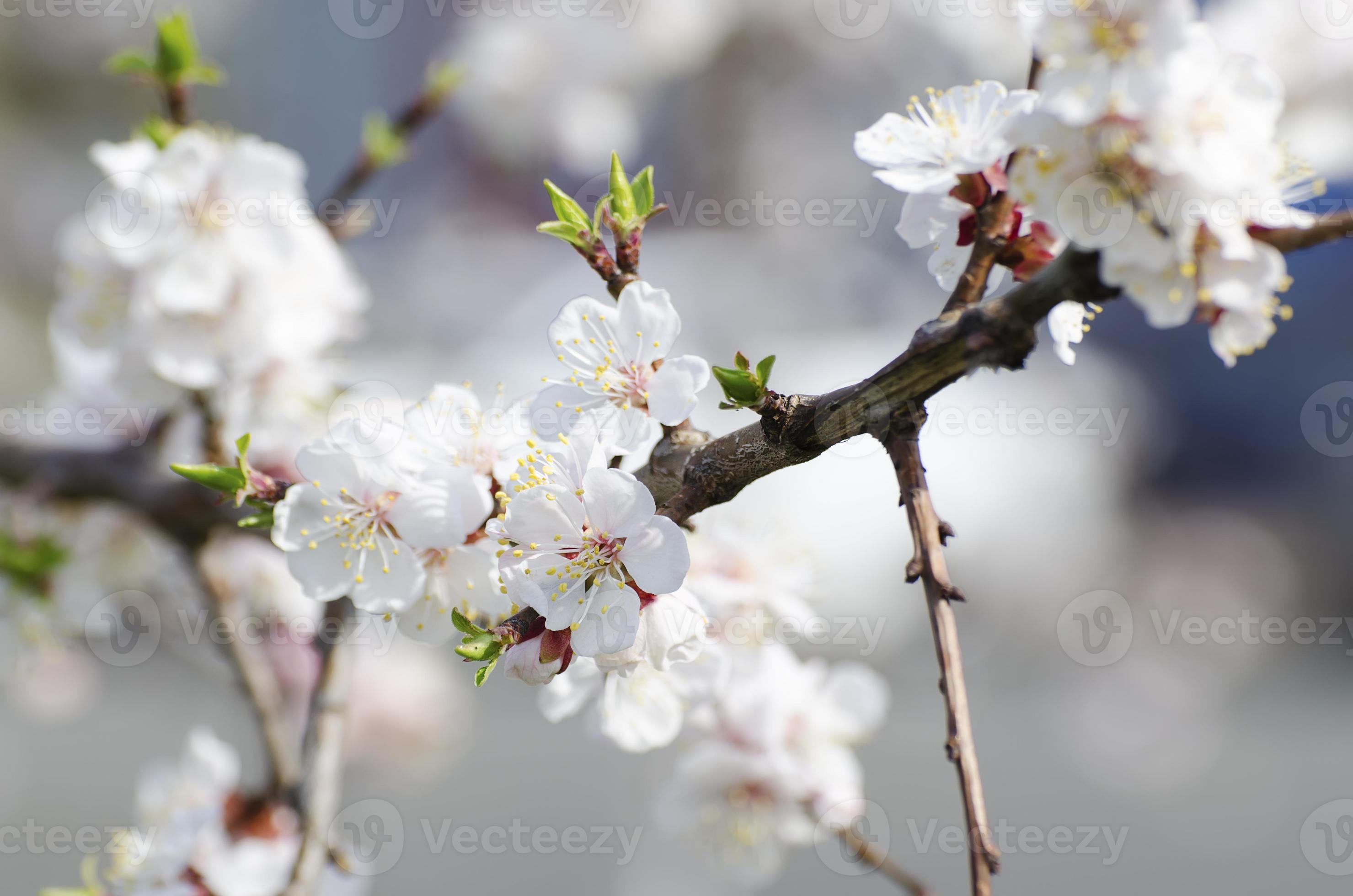 abrikozenboom bloem foto