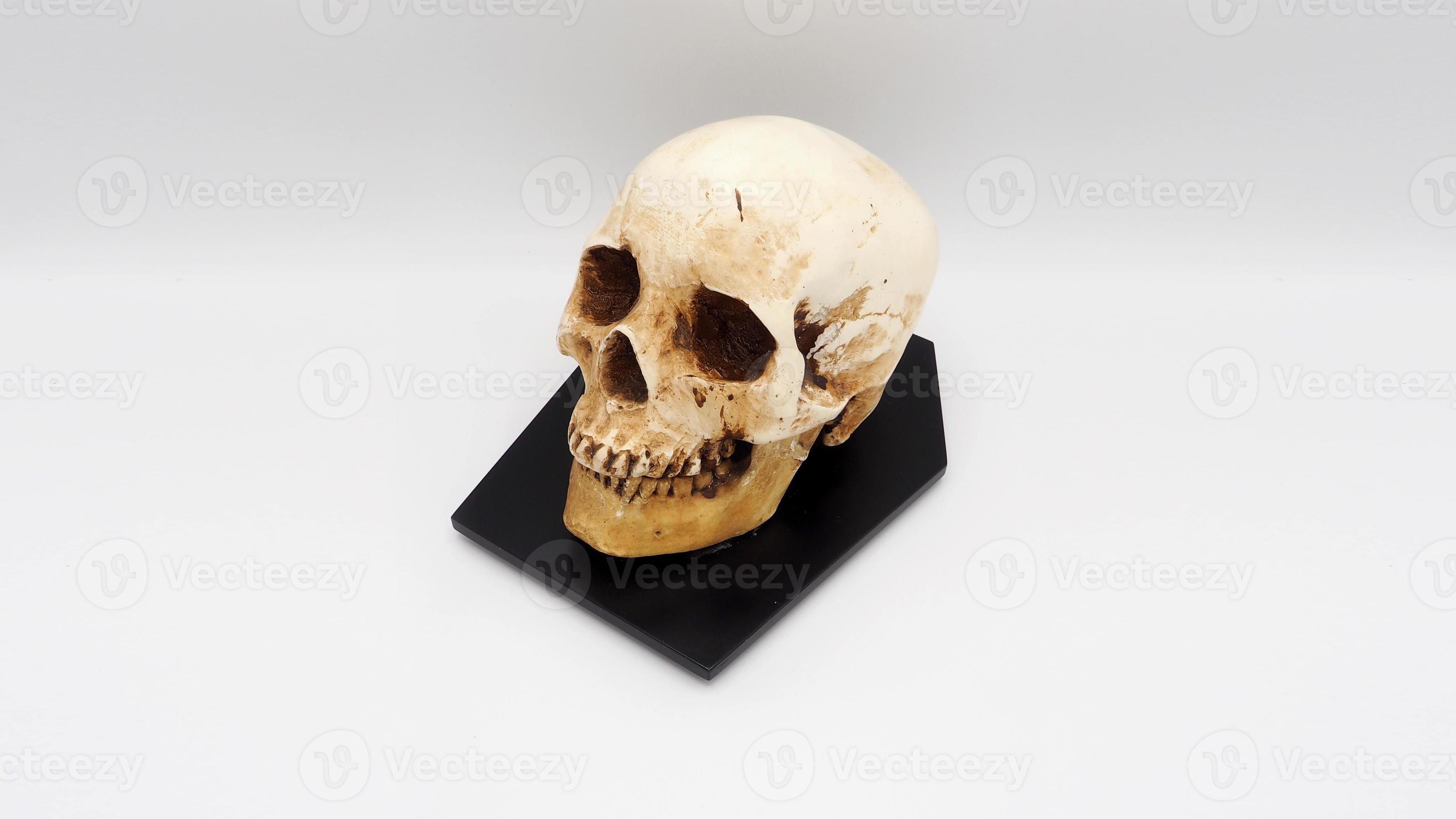 Verrast zijn Vier nederlaag menselijk schedel hoofd model- gemaakt van rasin plastic. 13448601 Stockfoto