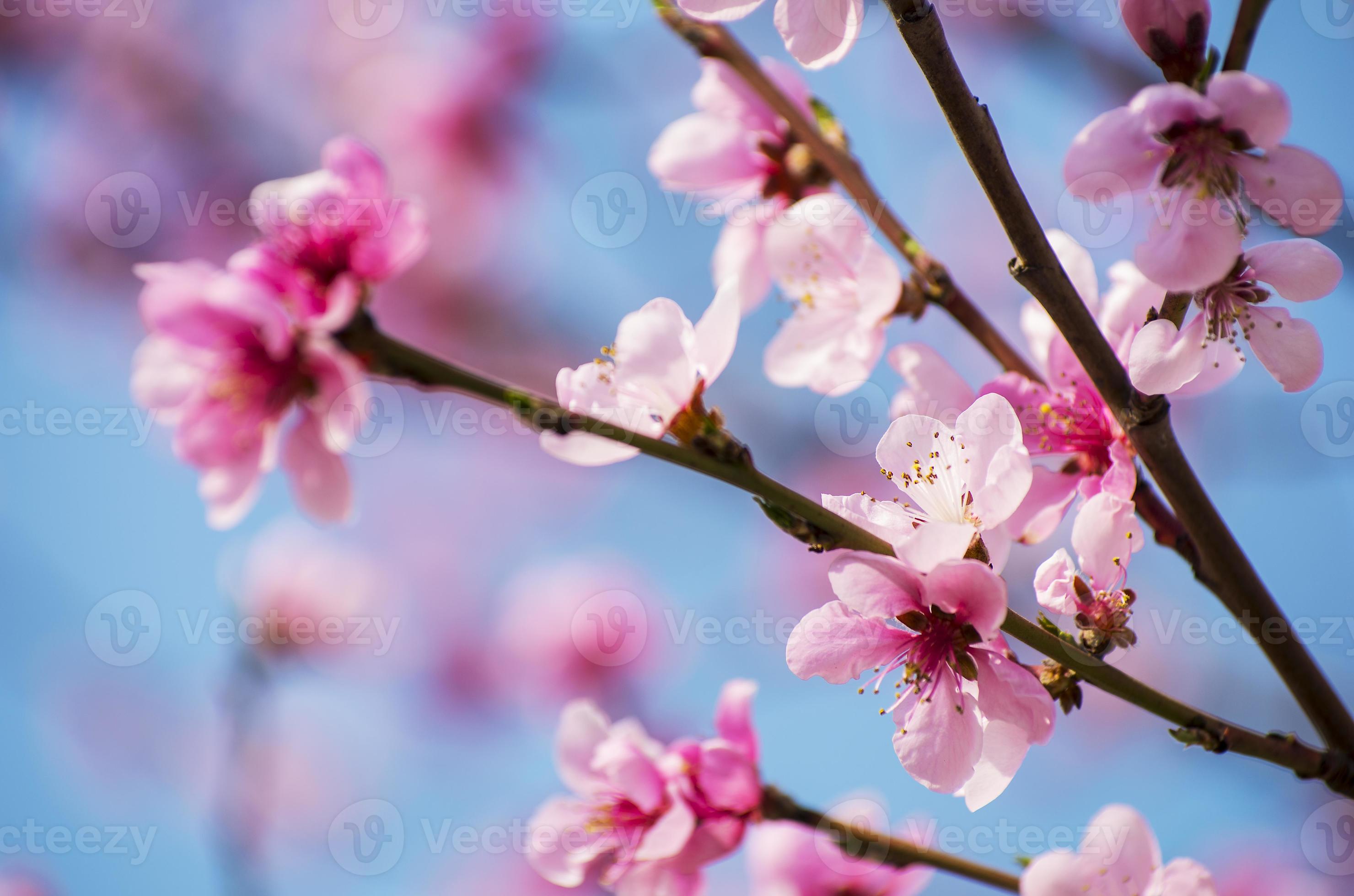 Afhankelijkheid Schandelijk elegant kersenbloesems - lichtroze sakura op blauwe hemelclose-up 1357180 Stockfoto