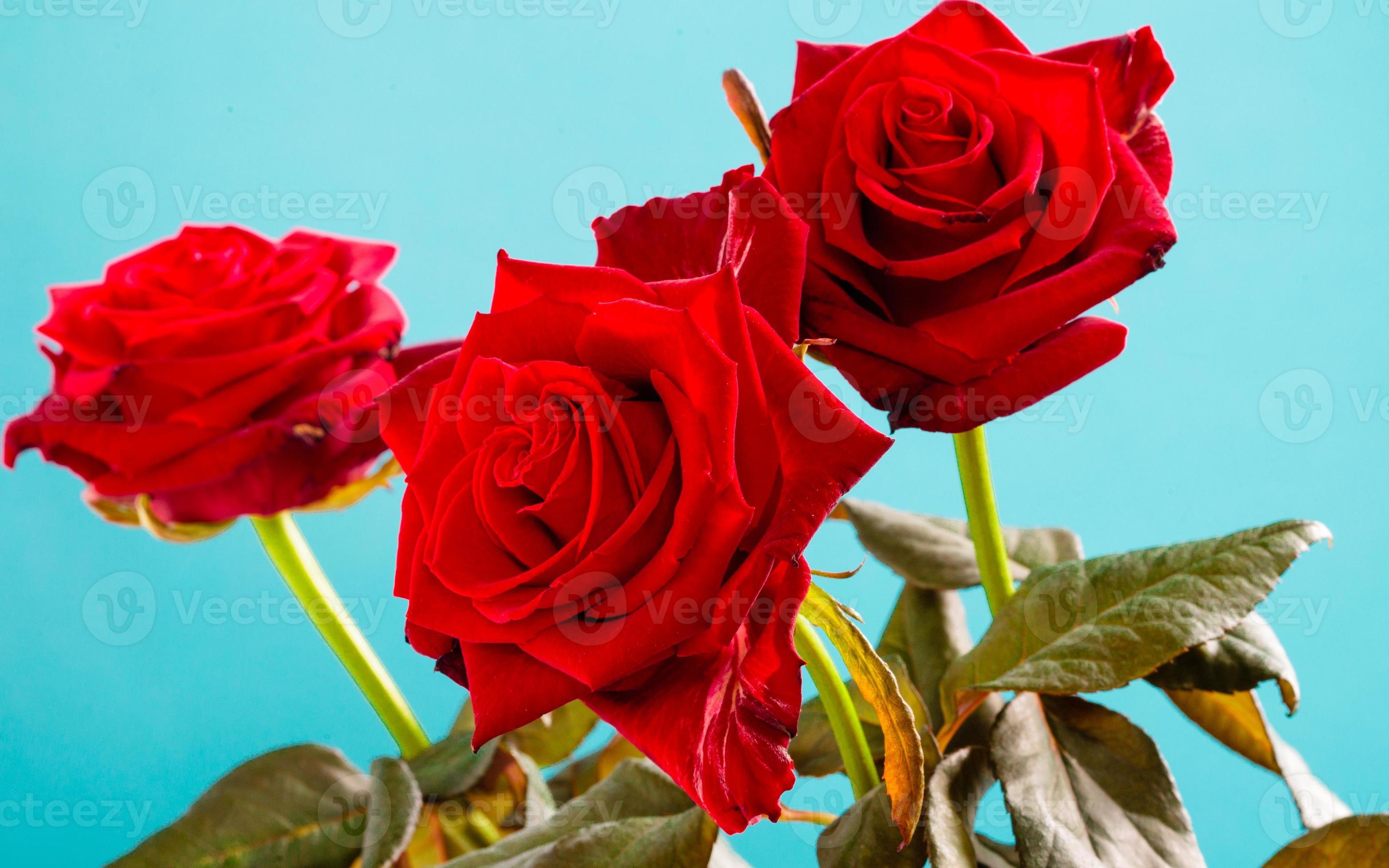 boeket van bloeiende rode rozen bloemen op blauw stockfoto bij