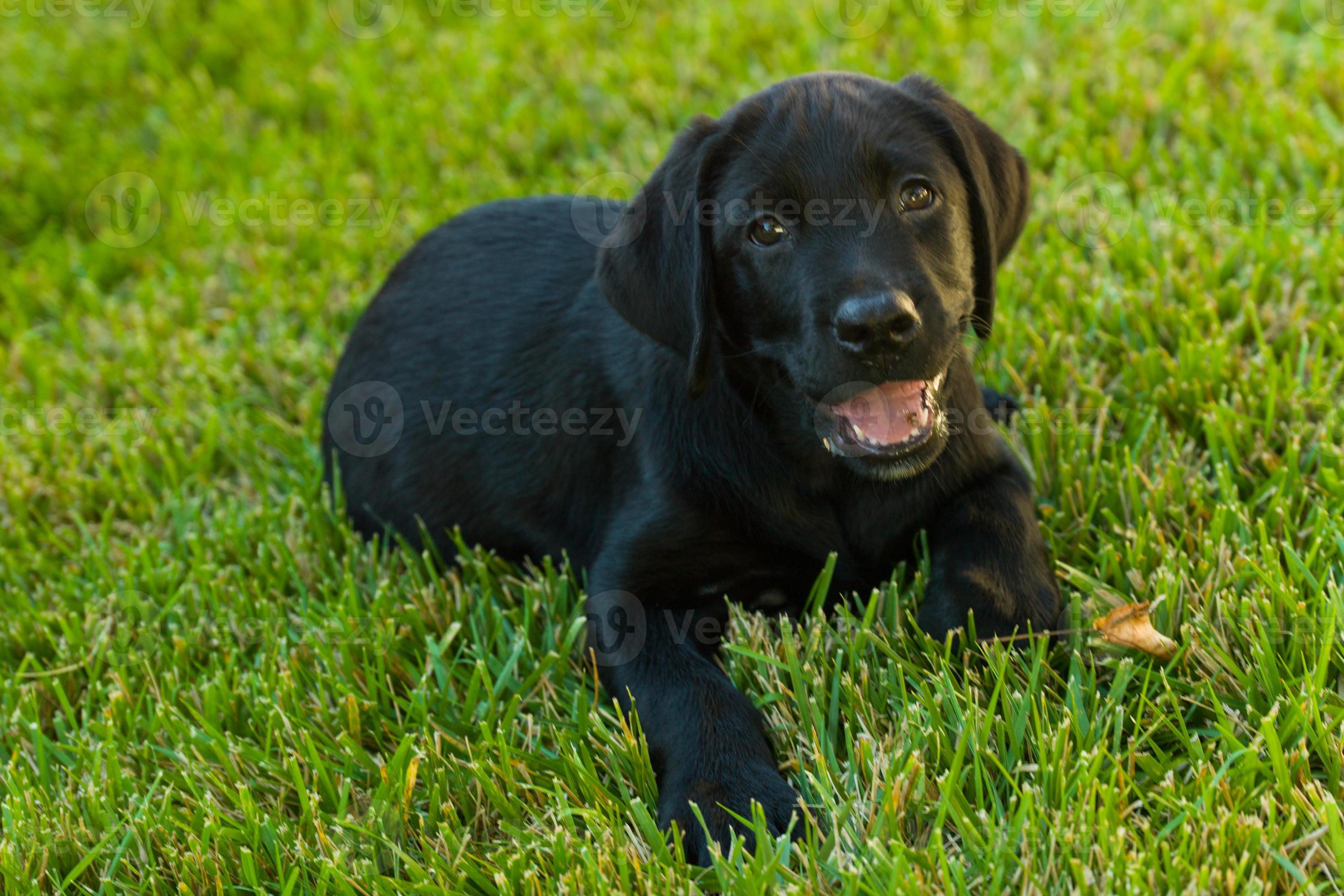 Vernietigen Aarzelen Op de kop van zwarte labrador retriever pup 1387121 Stockfoto