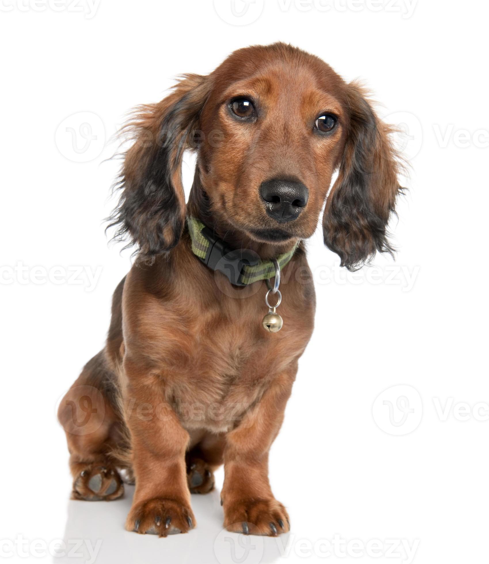 wereld schuif achterlijk persoon teckel pup (5 maanden oud) 1388723 stockfoto bij Vecteezy