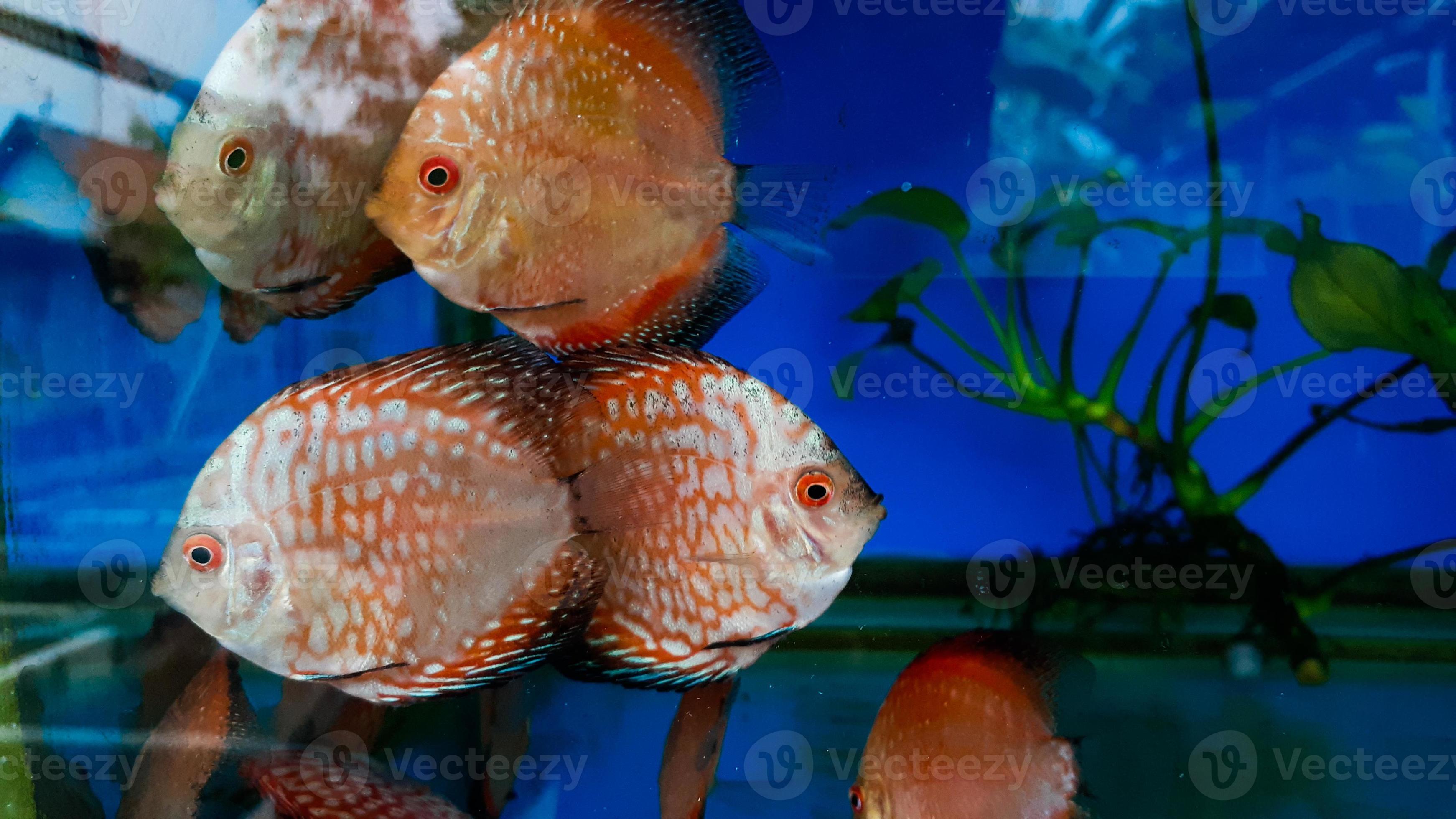 Herenhuis innovatie Teken een foto discus vis in aquarium, tropisch vis. symphysodon discus van amazon rivier.  blauw diamant, slangenleer, rood turkoois en meer 15468388 Stockfoto