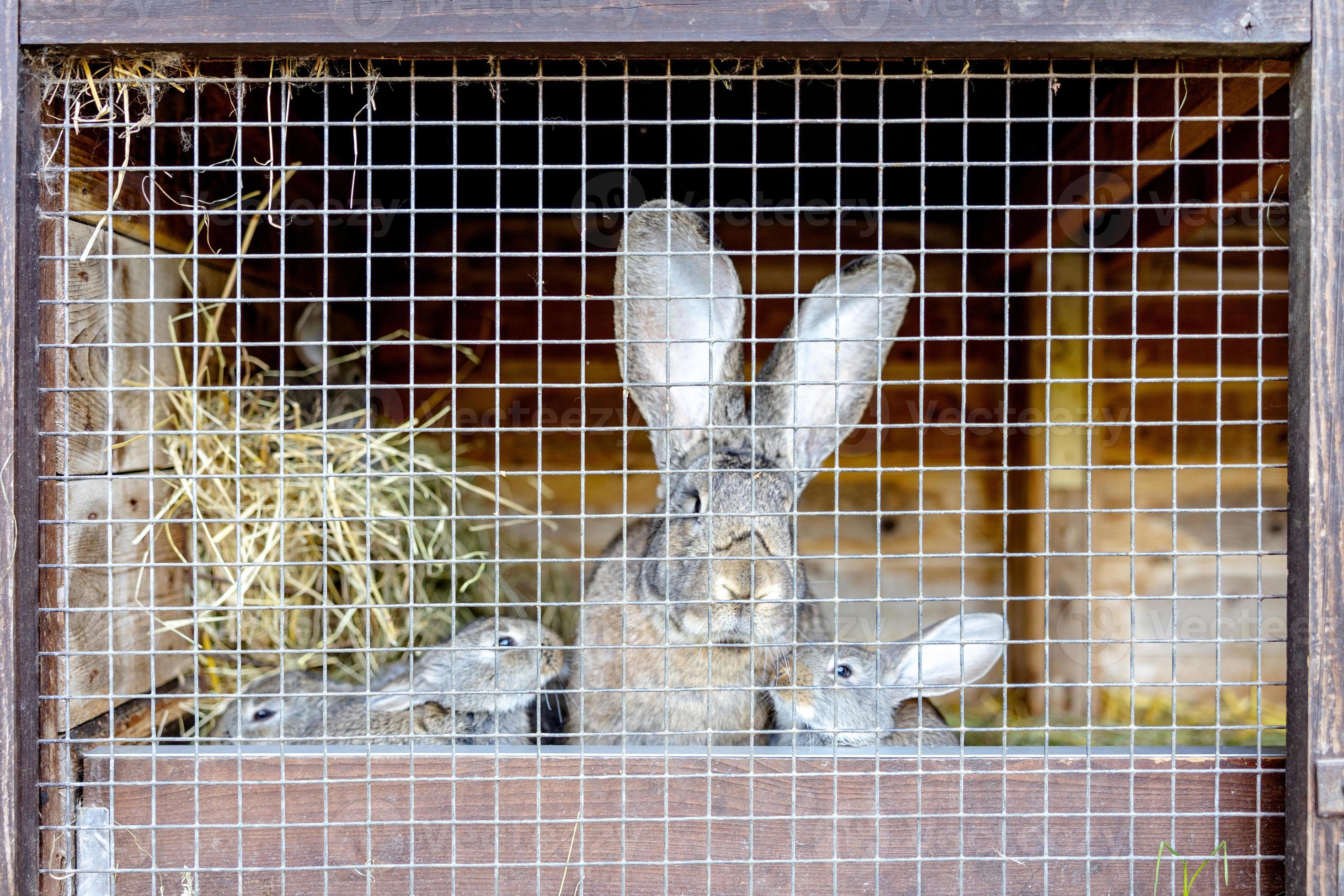 schattig konijnen Aan dier boerderij in konijnenhok. konijn in kooi Aan natuurlijk eco boerderij. dier vee en ecologisch 15591034 stockfoto bij Vecteezy