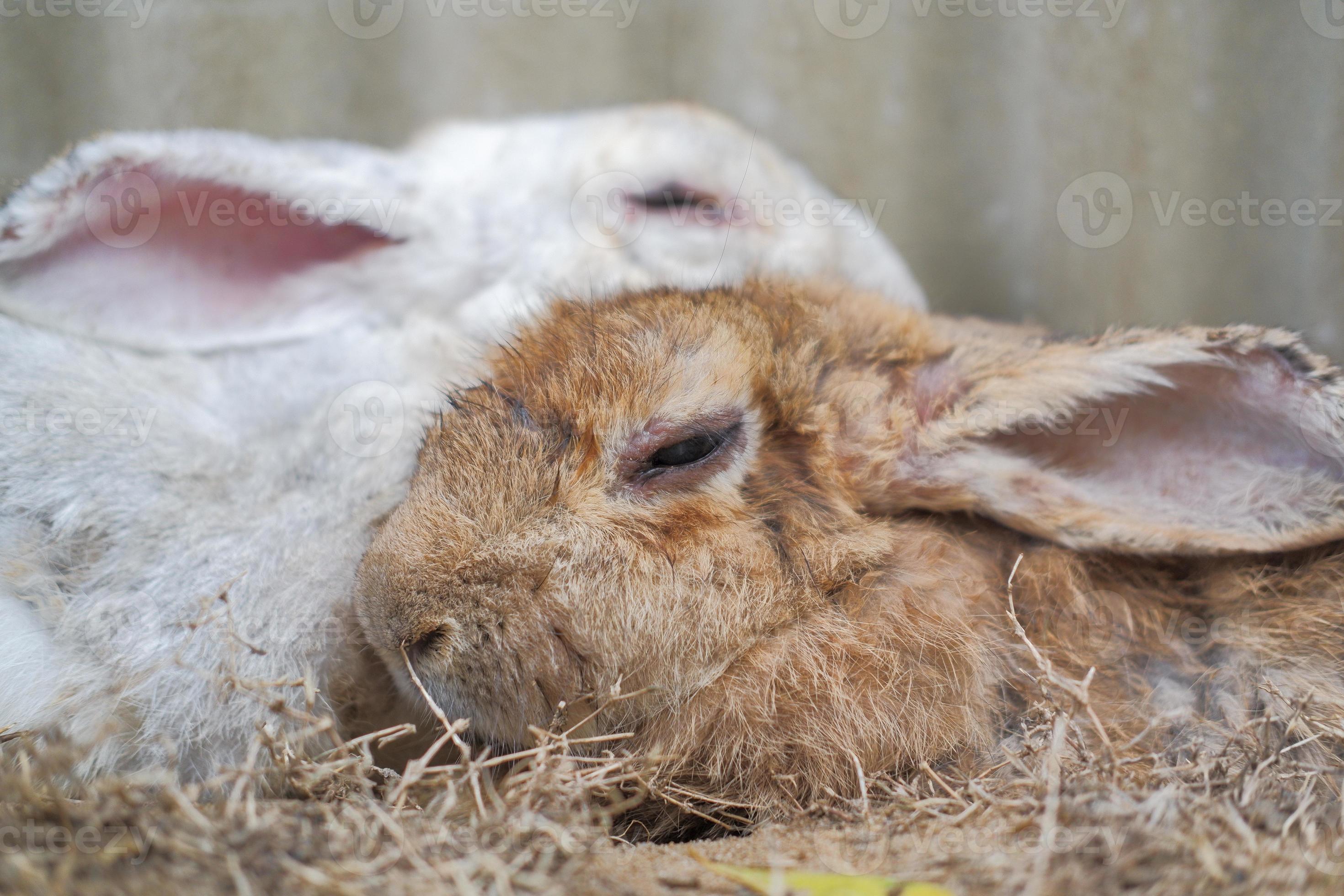 de konijn is hebben plezier, het eten, slapen Aan de grond en concreet. Stockfoto