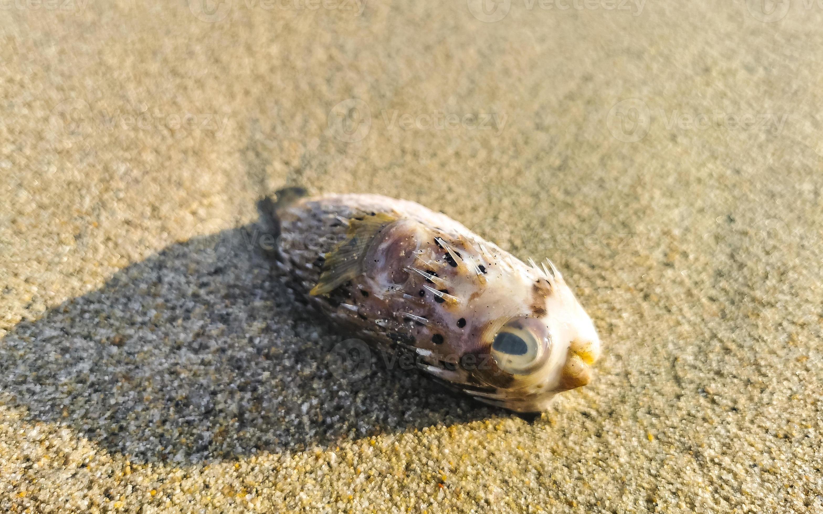 kant Verzoenen filosofie dood kogelvis vis gewassen omhoog Aan strand leugens Aan zand. 16562160  Stockfoto