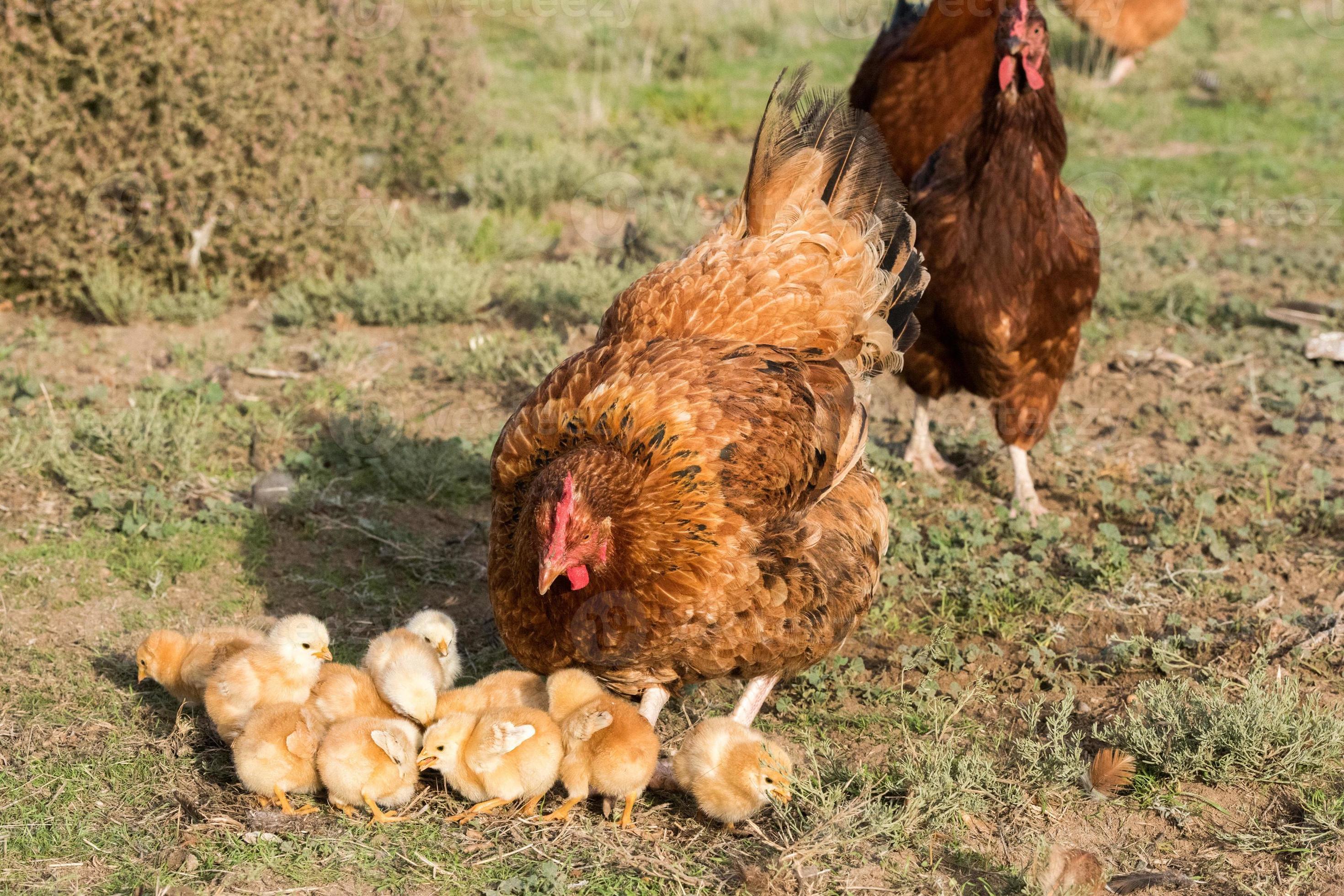 overdrijving Moment Ongeschikt broeden kip en kuikens in een boerderij 17298310 Stockfoto