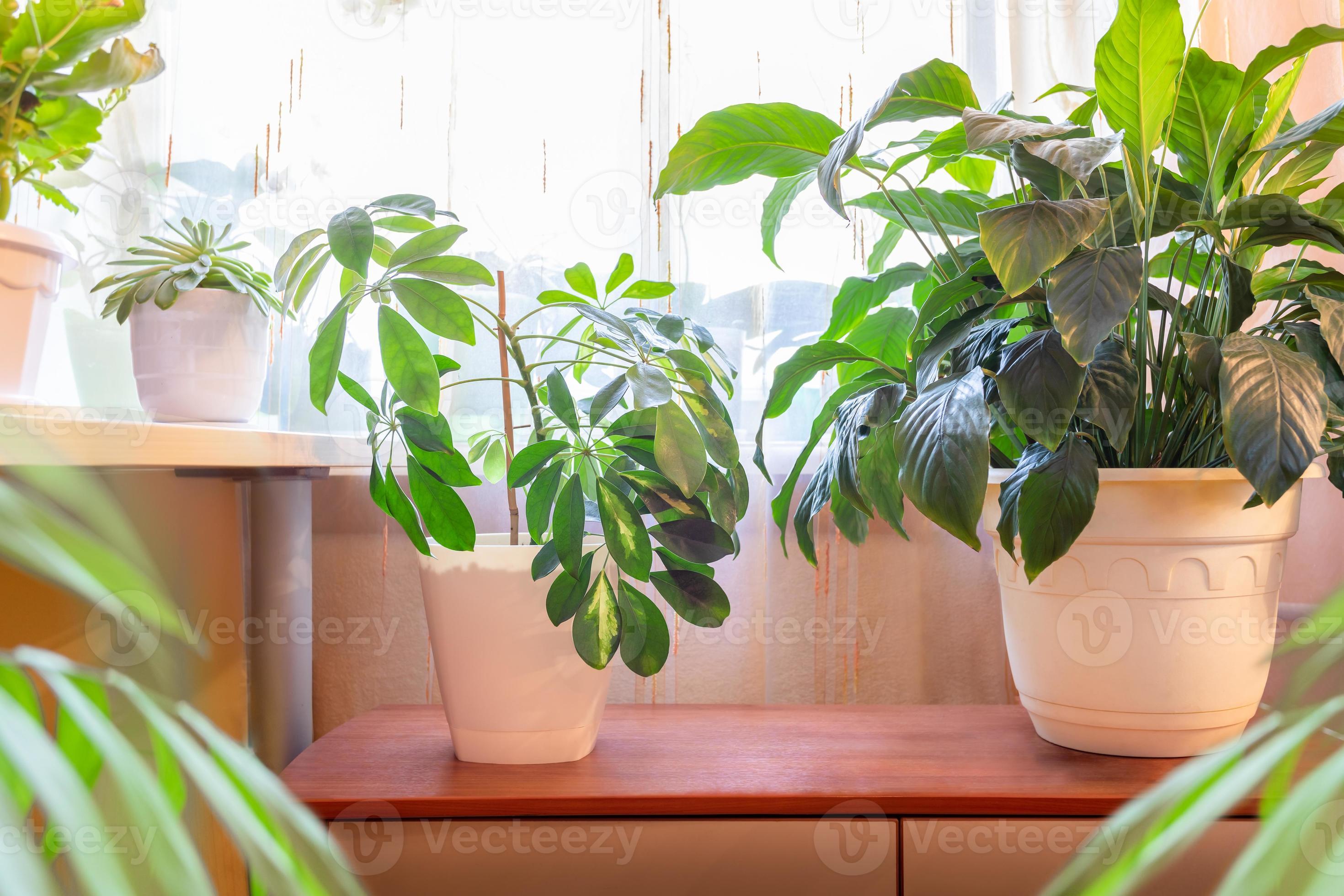 Waar Verfijnen Regeneratie verschillend binnen- planten in leven kamer in de buurt venster. elegant  samenstelling van huis tuin in interieur met huis planten. 17595744  stockfoto bij Vecteezy