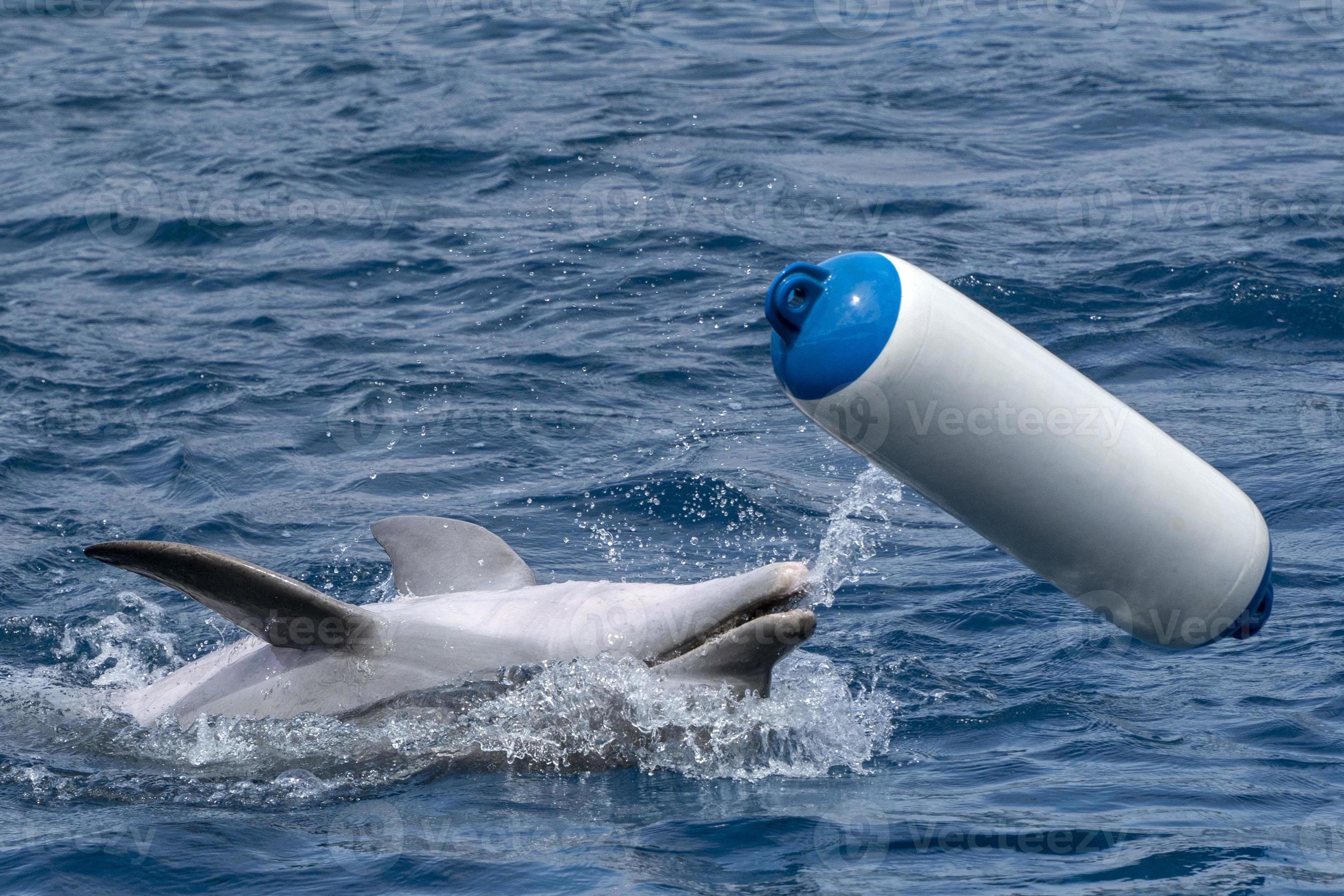 Beoefend ervaring Echt niet dolfijn spelen met plastic boei 18742895 Stockfoto
