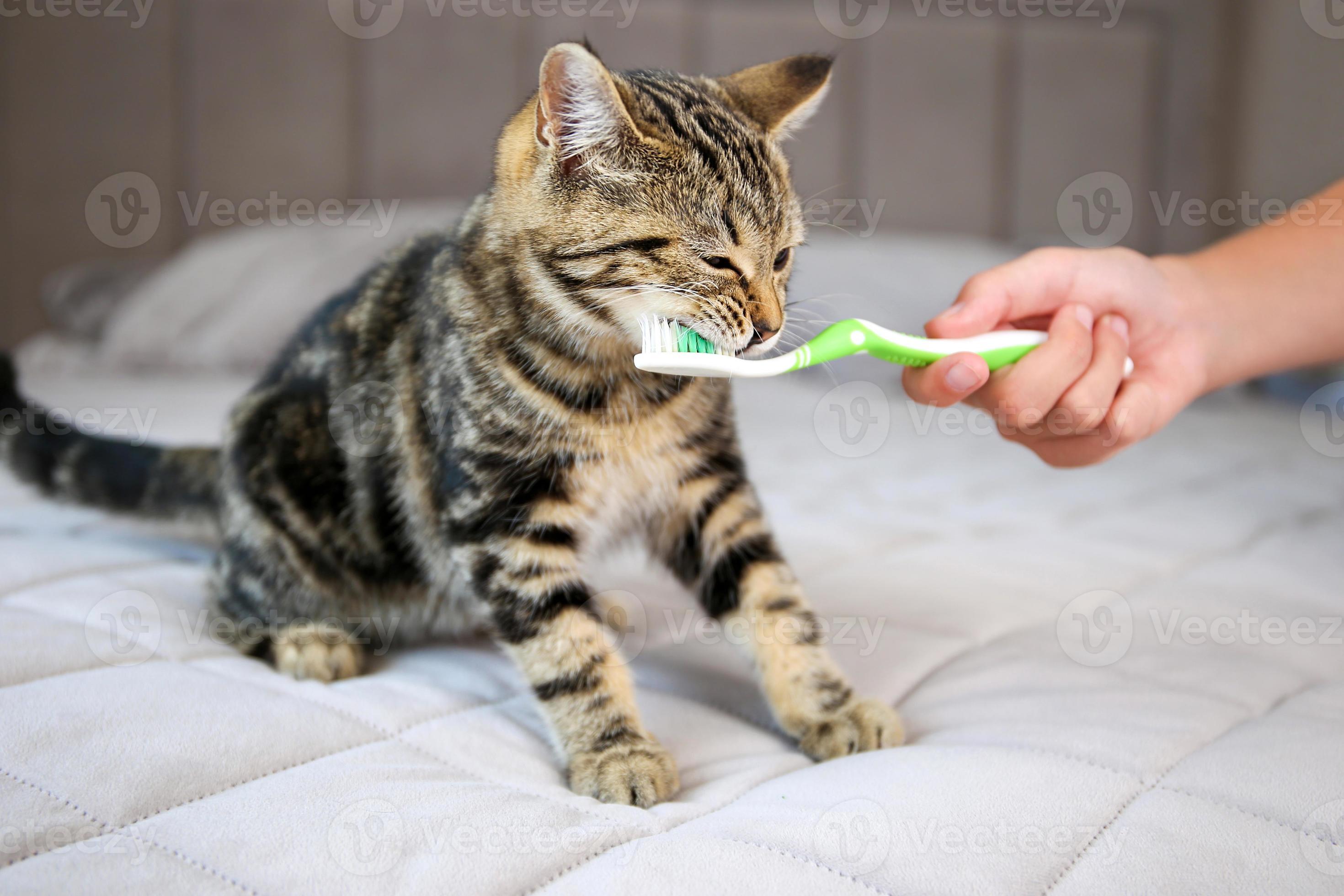 kleuring struik andere een vrouw borstels een van katten tanden met een tandenborstel. 18770341  Stockfoto