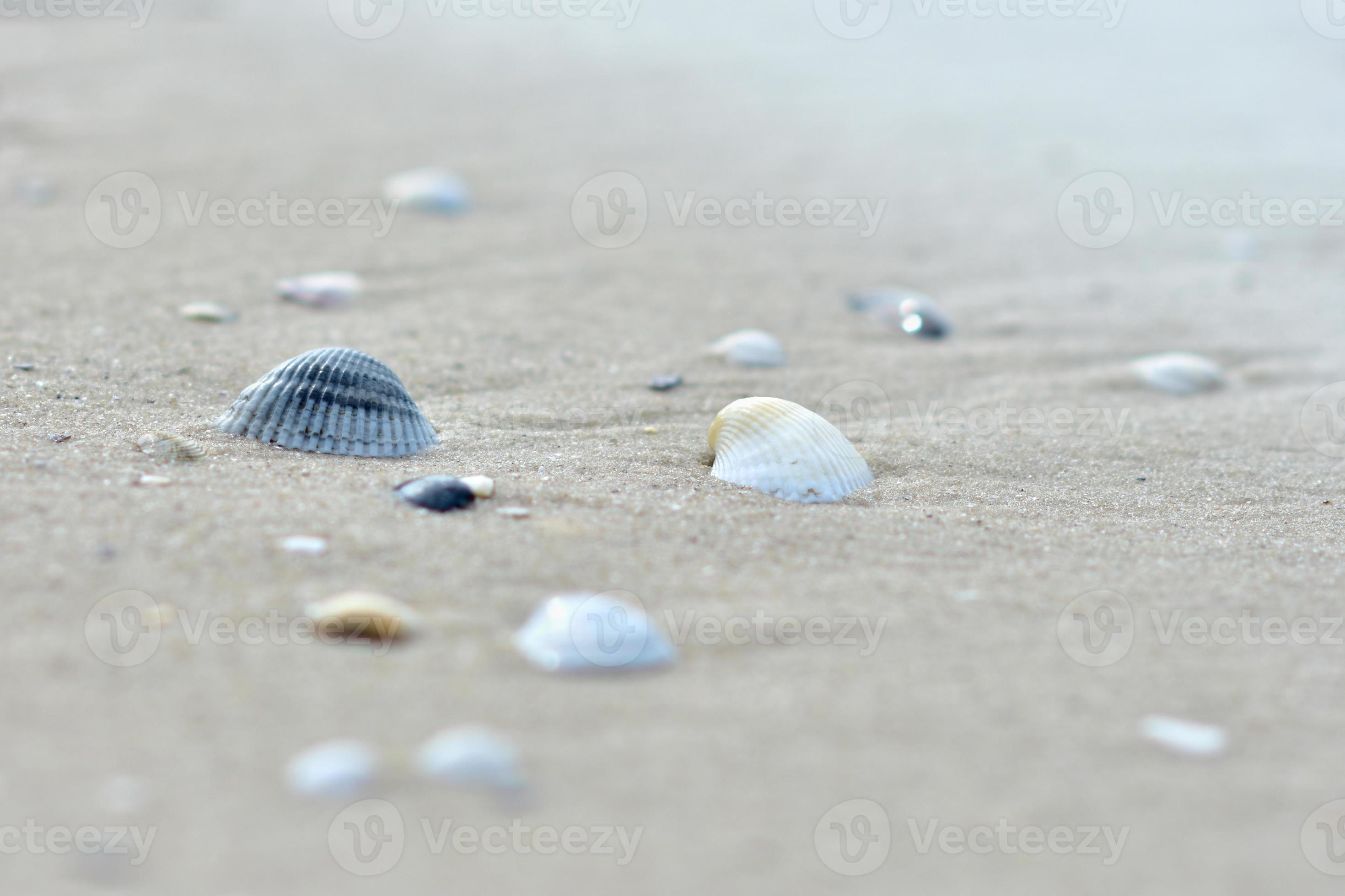 Bezet ontsnappen de begeleiding kust met een zanderig strand en schelpen Aan het. zomer achtergrond.  patroon voor toekomst referentie 18819062 Stockfoto