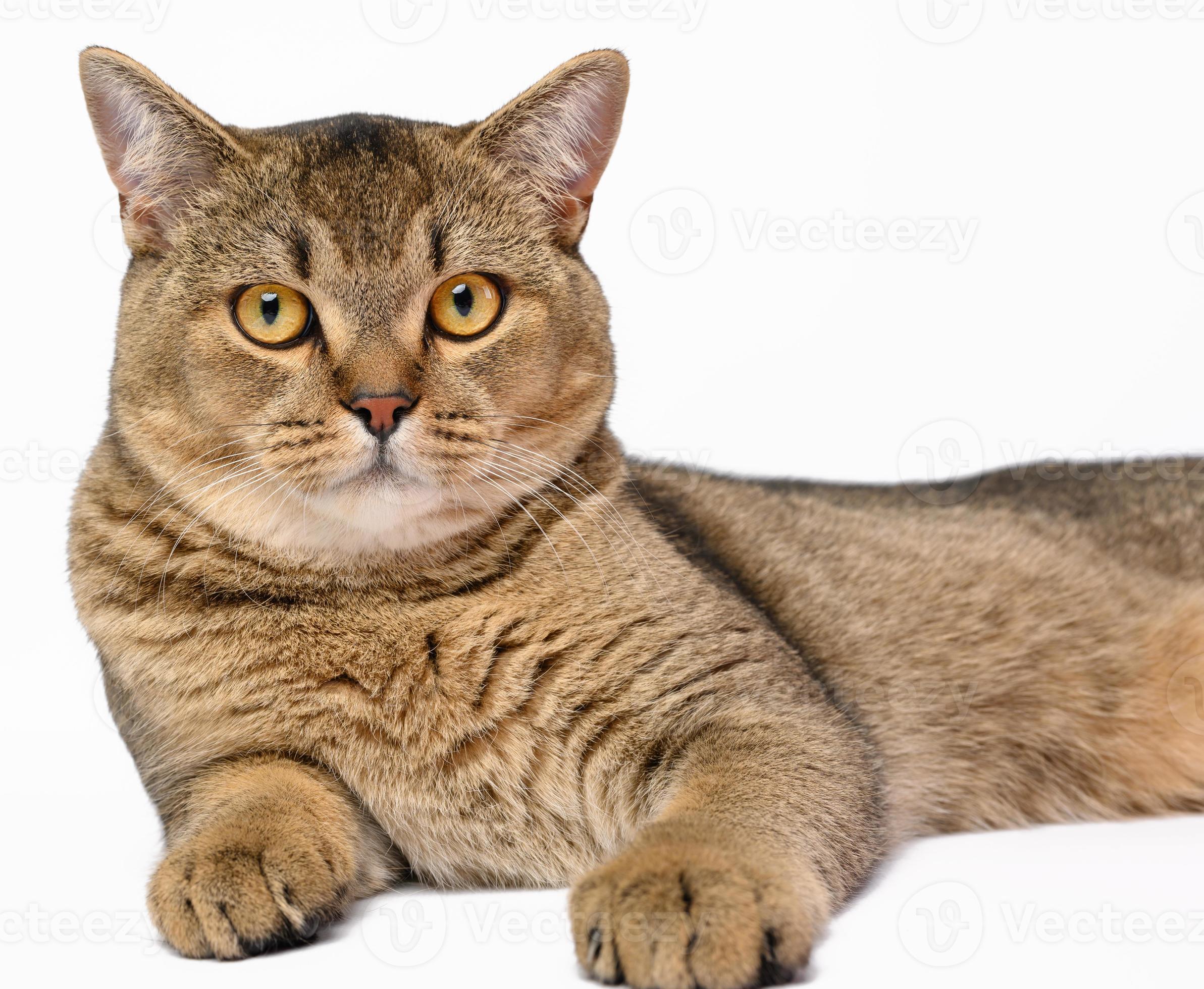 volwassen grijs Schots Rechtdoor chinchilla kat leugens Aan een wit achtergrond, dier is resting 19032668 stockfoto Vecteezy