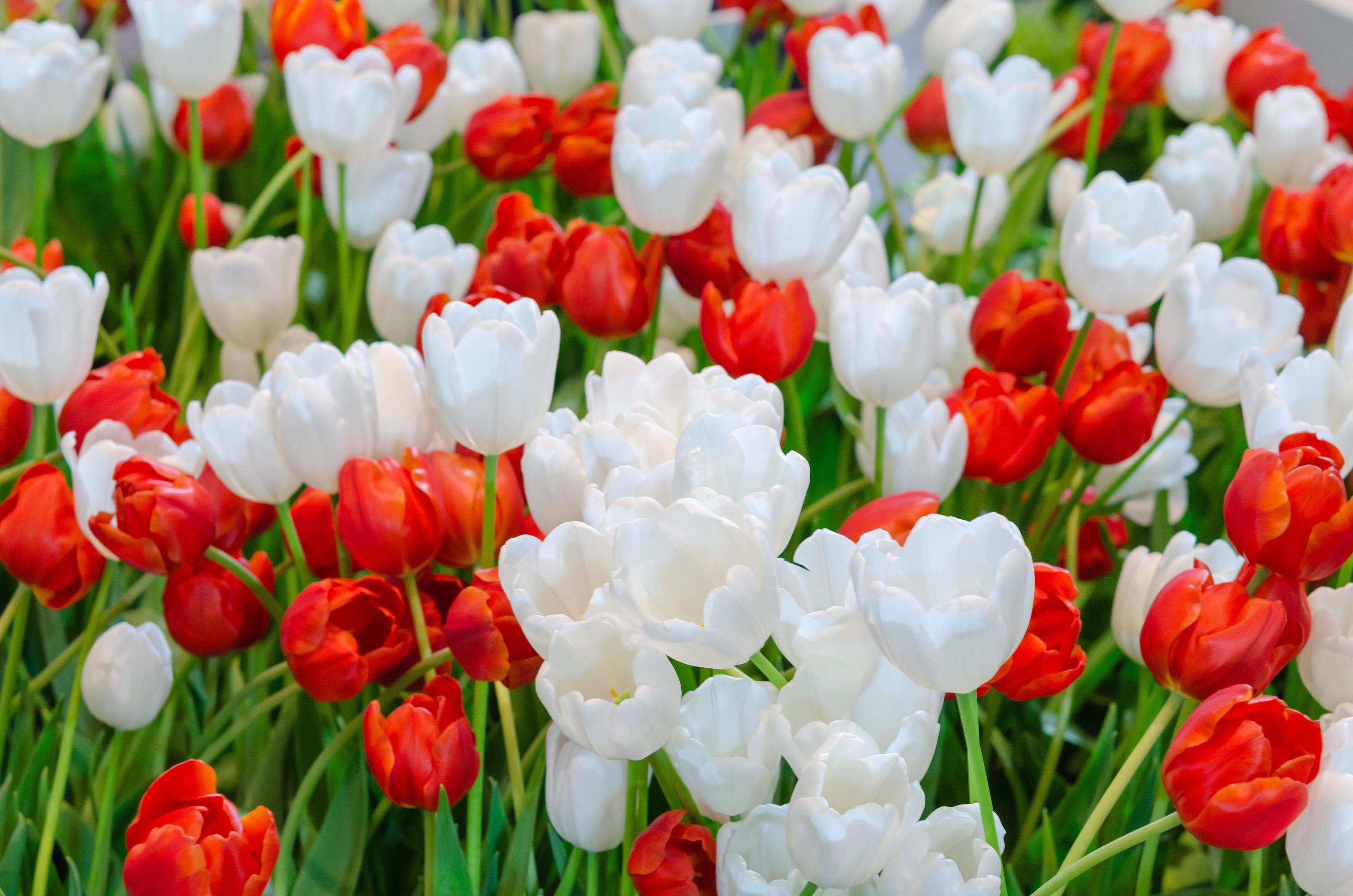 Veel Haringen kom rode en witte tulpen 1904049 Stockfoto