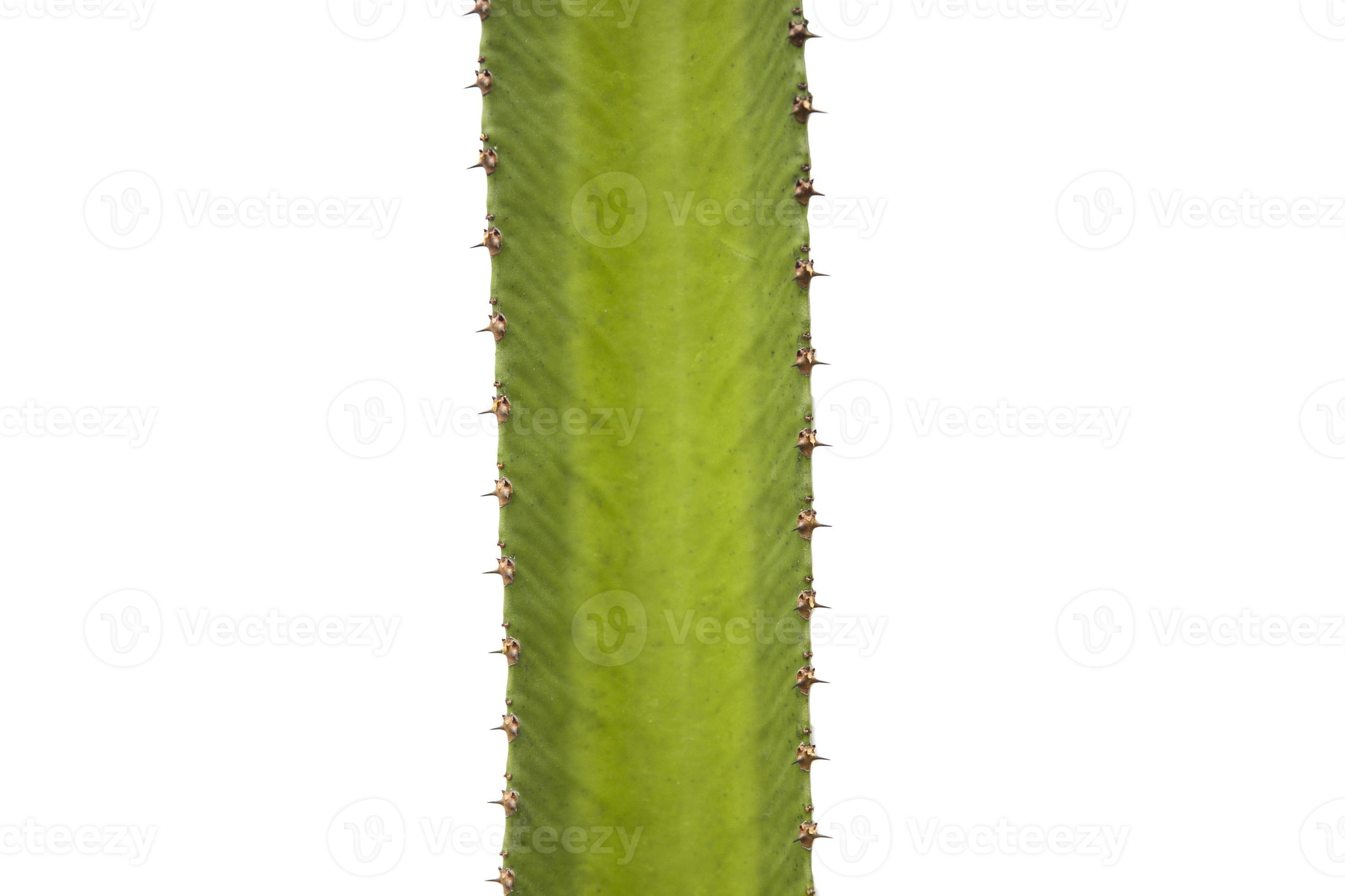 cactus op witte achtergrond foto